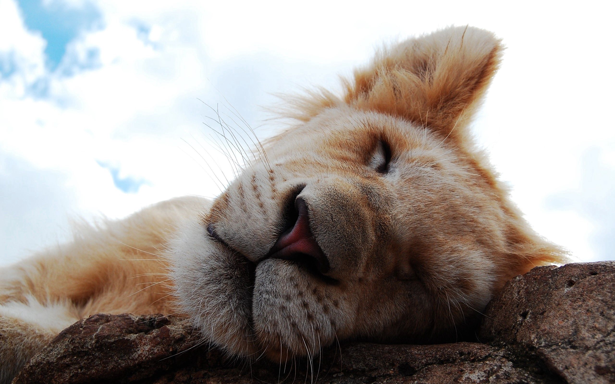 Download mobile wallpaper Dream, Muzzle, Sleep, Nose, Animals, Lion Cub, Lion for free.