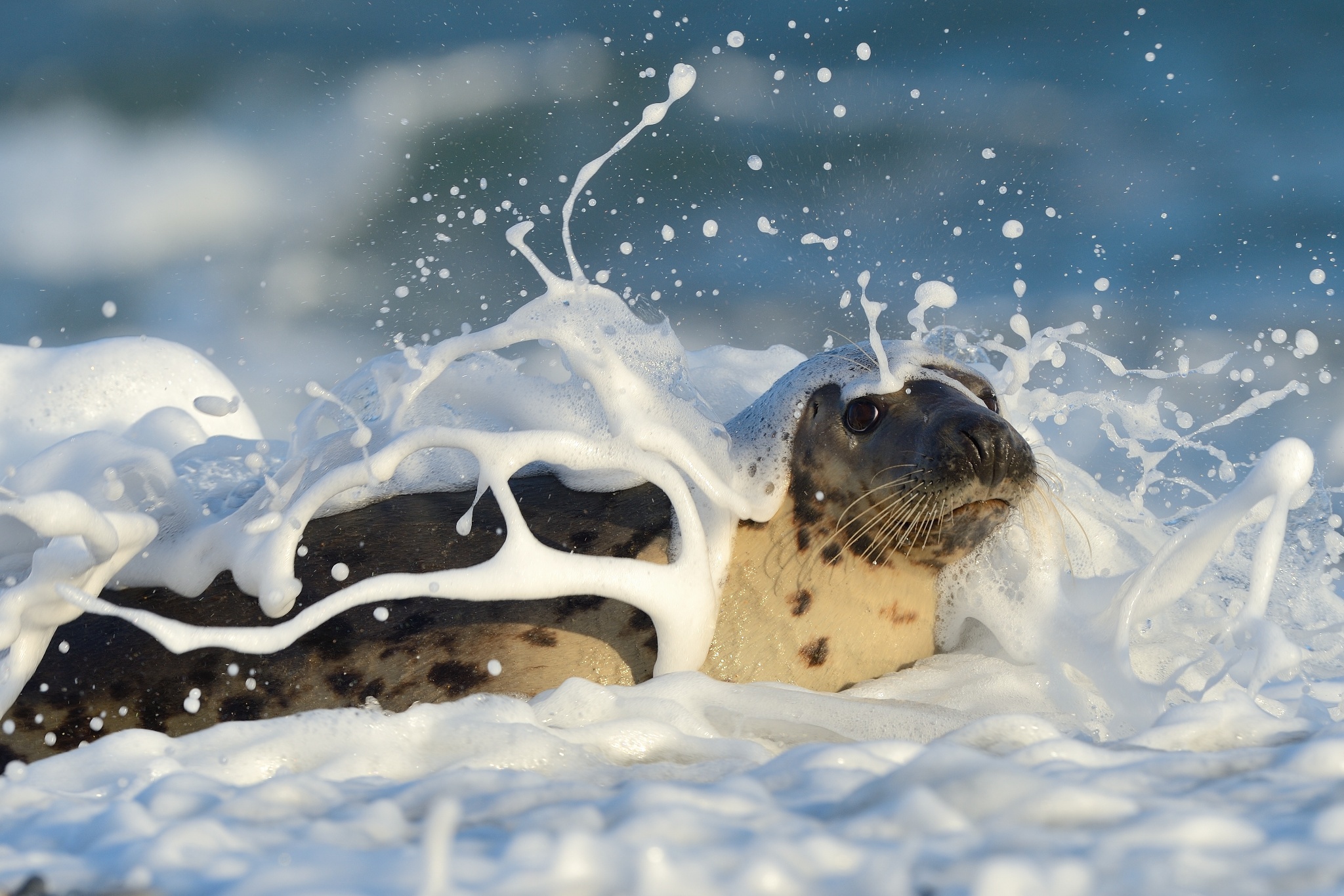 Descarga gratuita de fondo de pantalla para móvil de Animales, Foca, Focas.