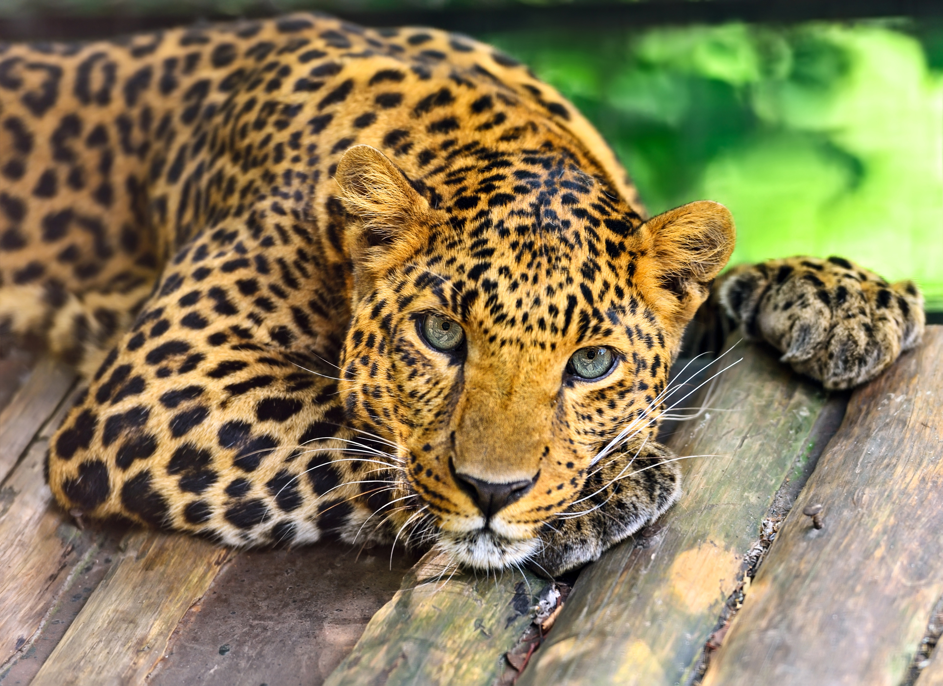 Download mobile wallpaper Cats, Leopard, Animal for free.