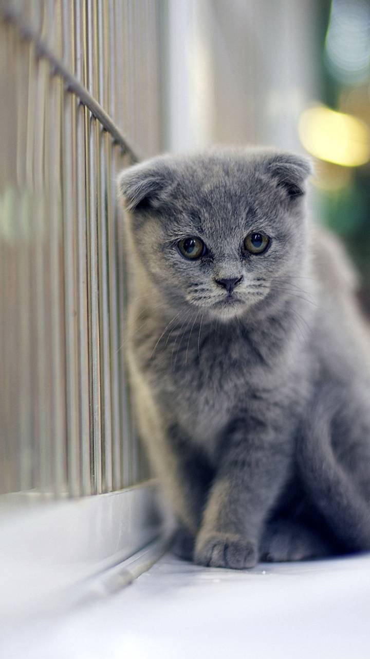 Download mobile wallpaper Cats, Cat, Animal for free.