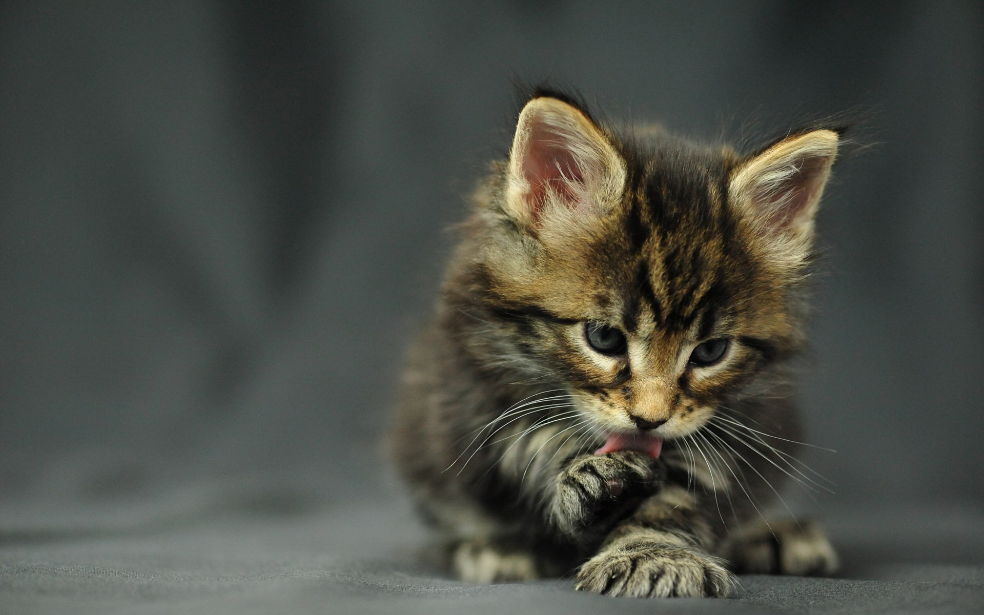 Descarga gratuita de fondo de pantalla para móvil de Animales, Gatos, Gato.