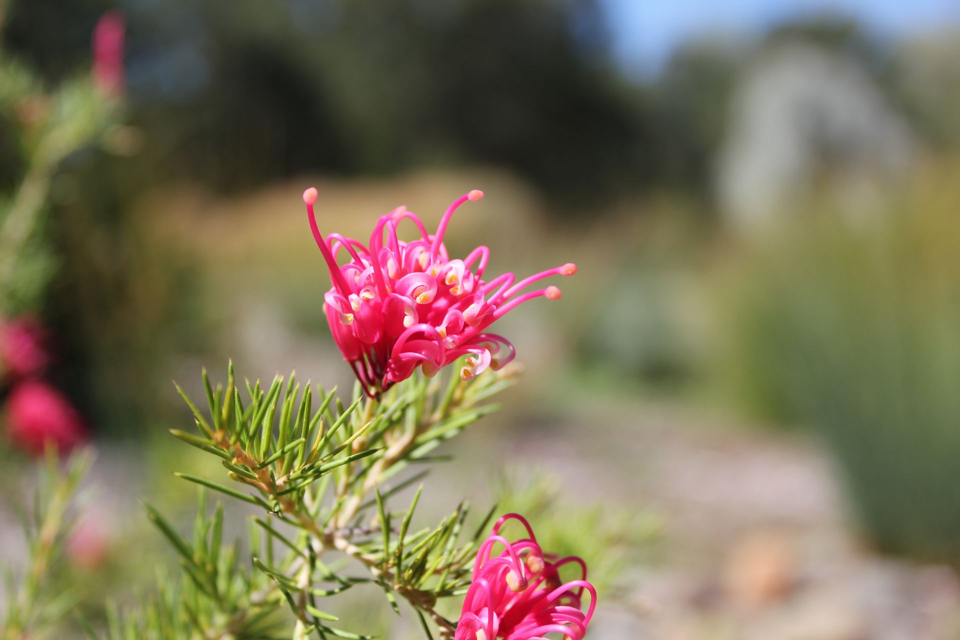 Free download wallpaper Flowers, Flower, Earth on your PC desktop