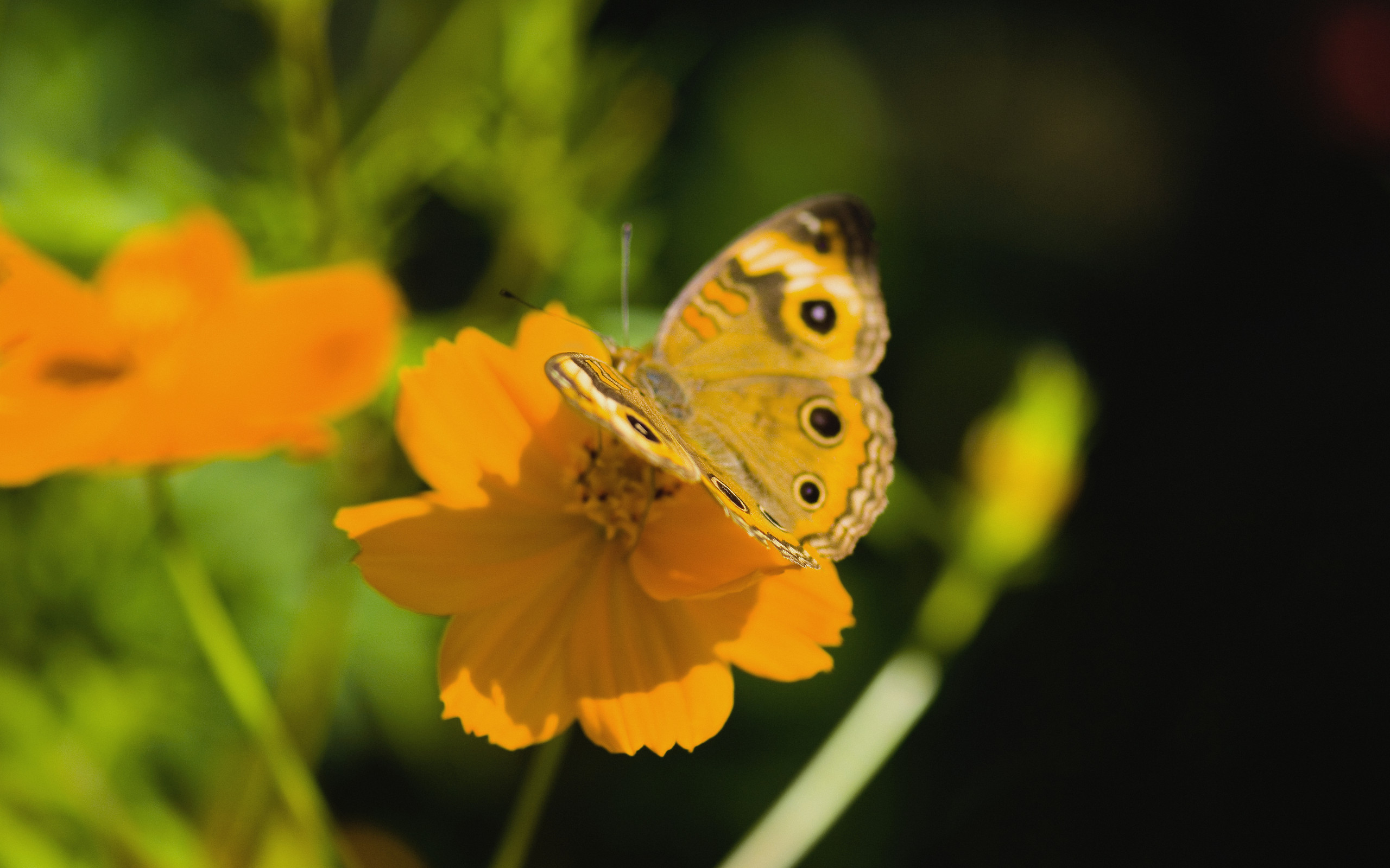 Laden Sie das Tiere, Schmetterlinge-Bild kostenlos auf Ihren PC-Desktop herunter