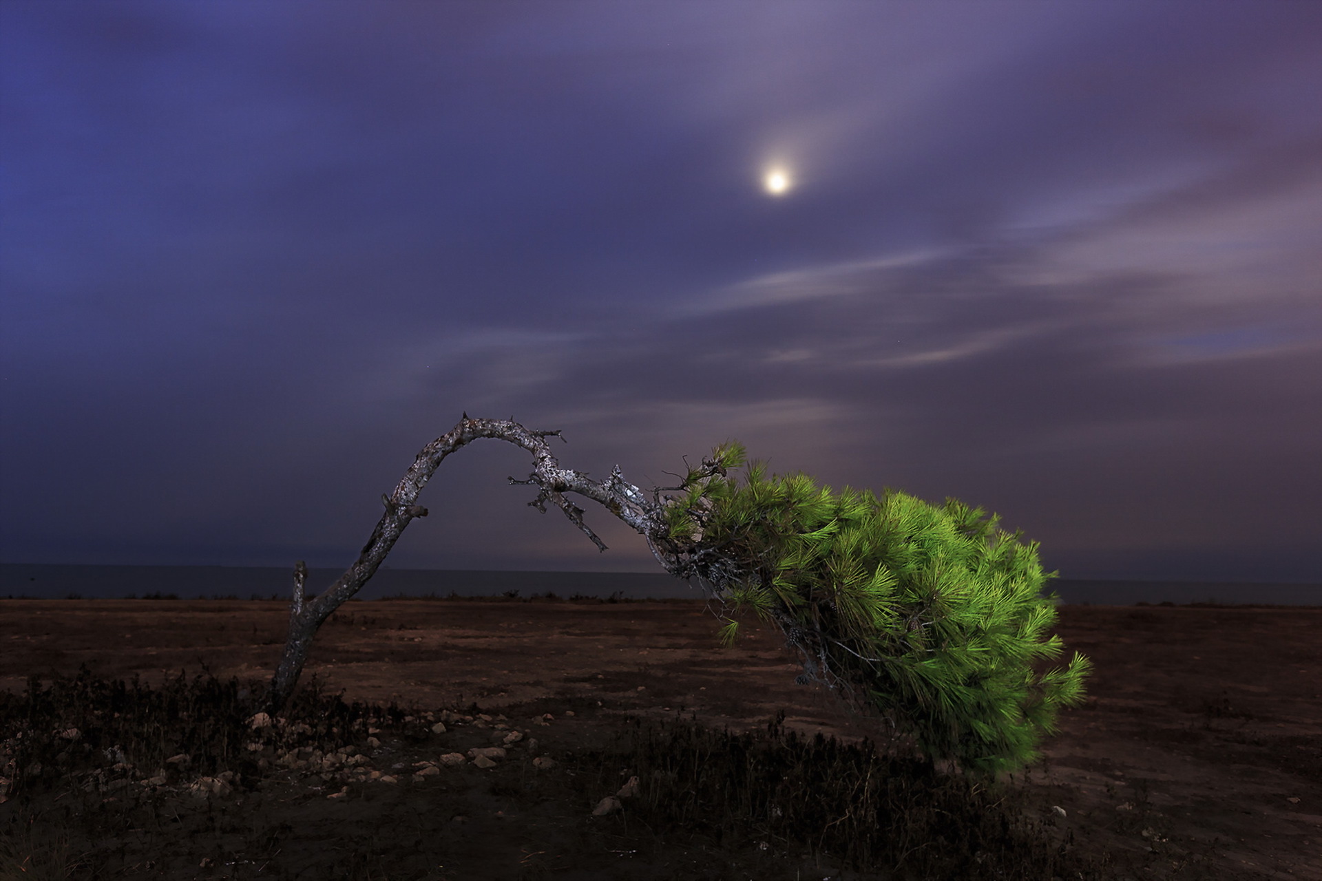 Free download wallpaper Landscape, Nature, Trees, Night, Tree, Earth, Lonely Tree on your PC desktop