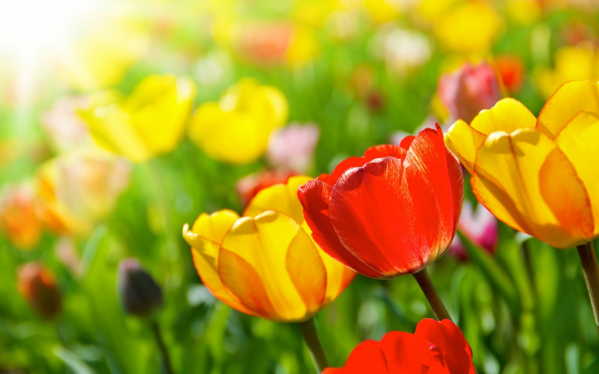 Скачати мобільні шпалери Квітка, Земля, Весна, Тюльпан, Флауерзи безкоштовно.
