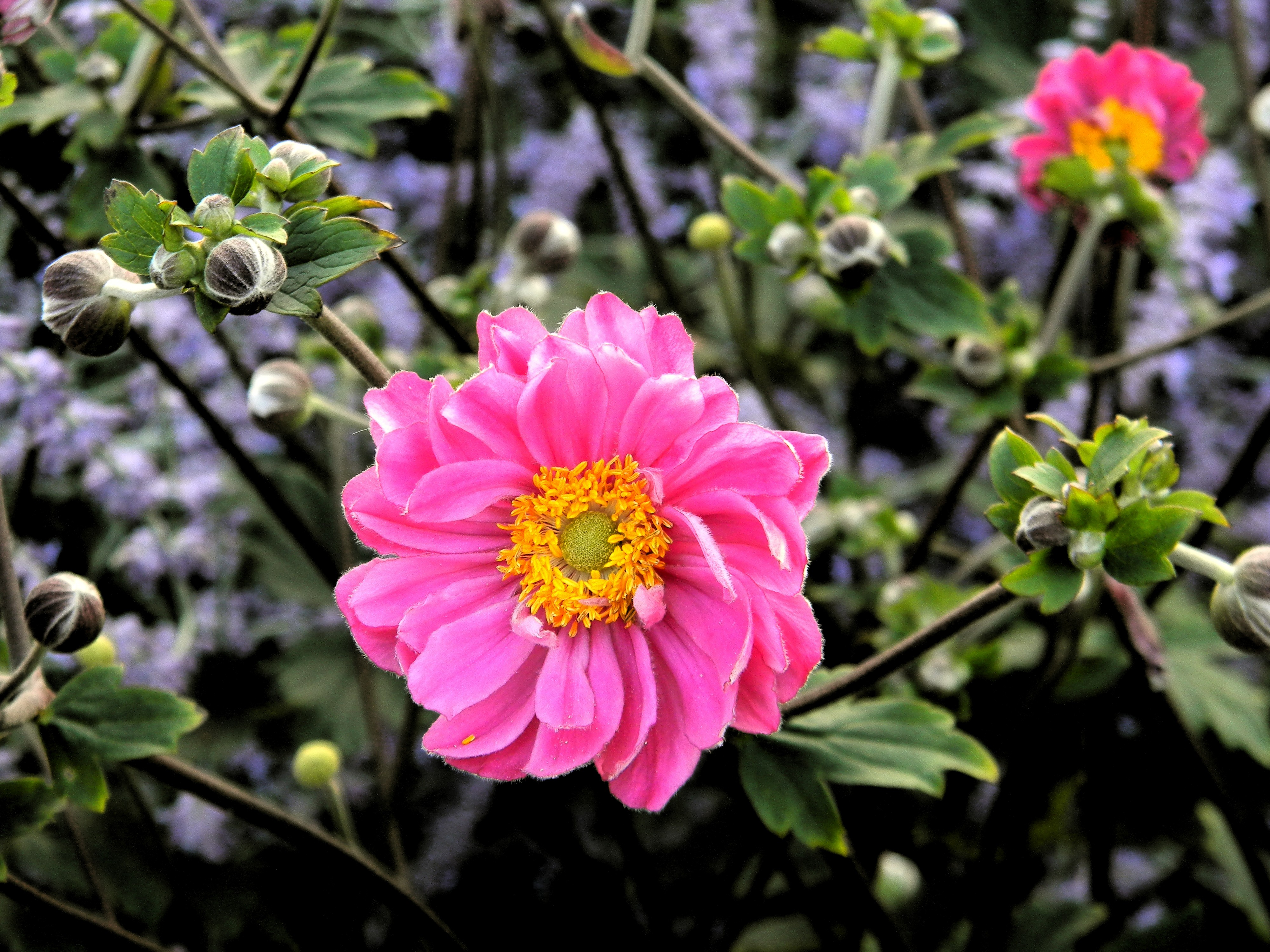 Laden Sie das Natur, Blumen, Rosa, Blume, Knospe, Erde/natur-Bild kostenlos auf Ihren PC-Desktop herunter
