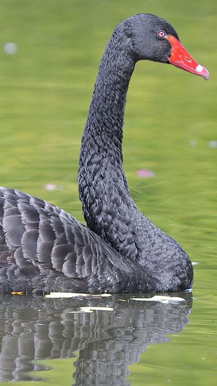 Descarga gratuita de fondo de pantalla para móvil de Animales, Aves, Cisne Negro.