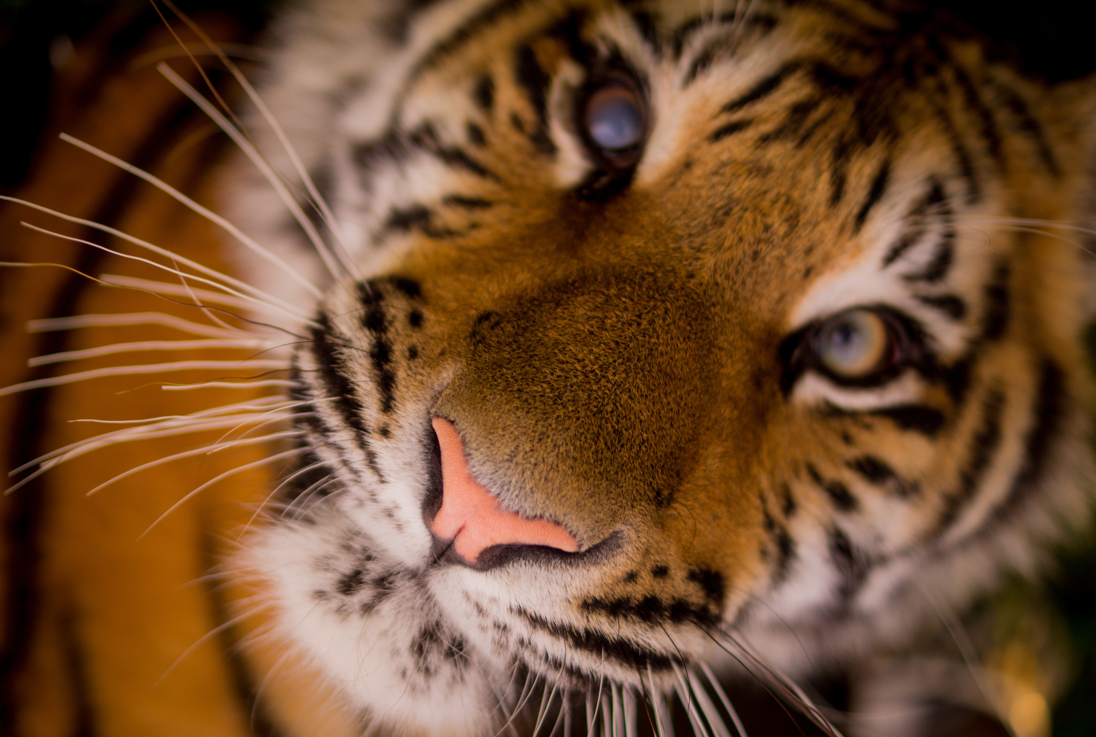 Descarga gratuita de fondo de pantalla para móvil de Animales, Gatos, De Cerca, Tigre, Cara.