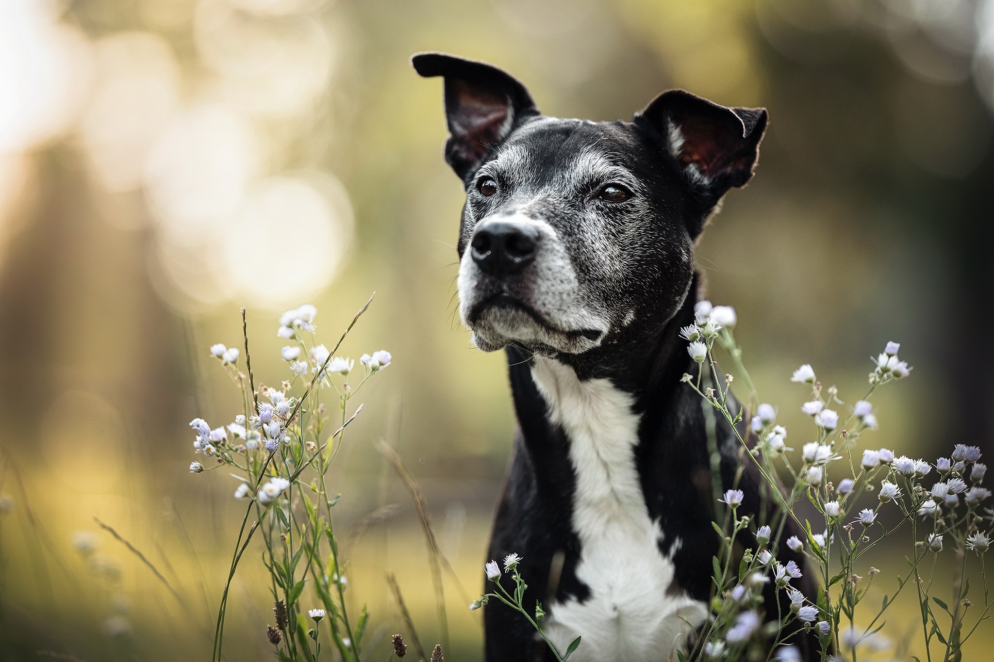 Free download wallpaper Dogs, Dog, Animal, Bokeh on your PC desktop