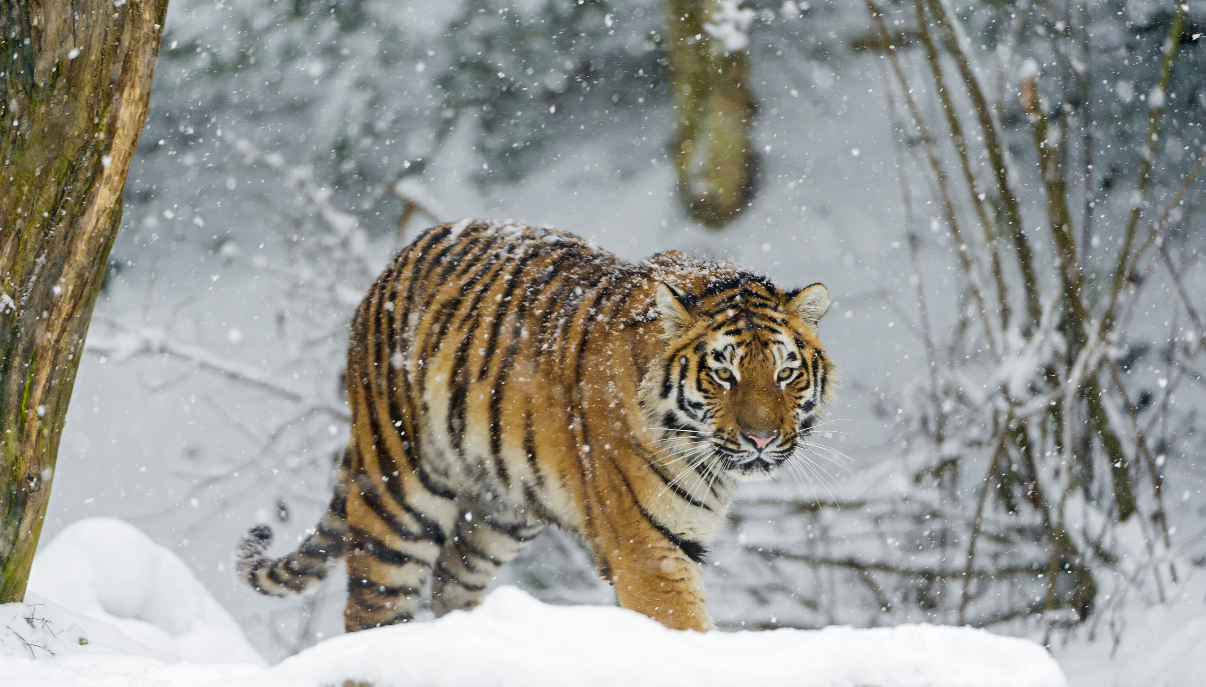 Descarga gratuita de fondo de pantalla para móvil de Animales, Gatos, Tigre.