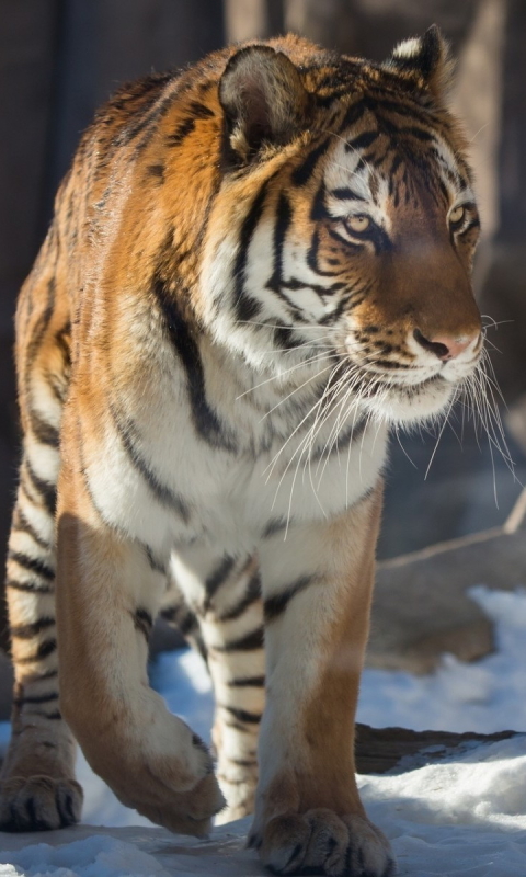 Handy-Wallpaper Tiere, Katzen, Tiger kostenlos herunterladen.