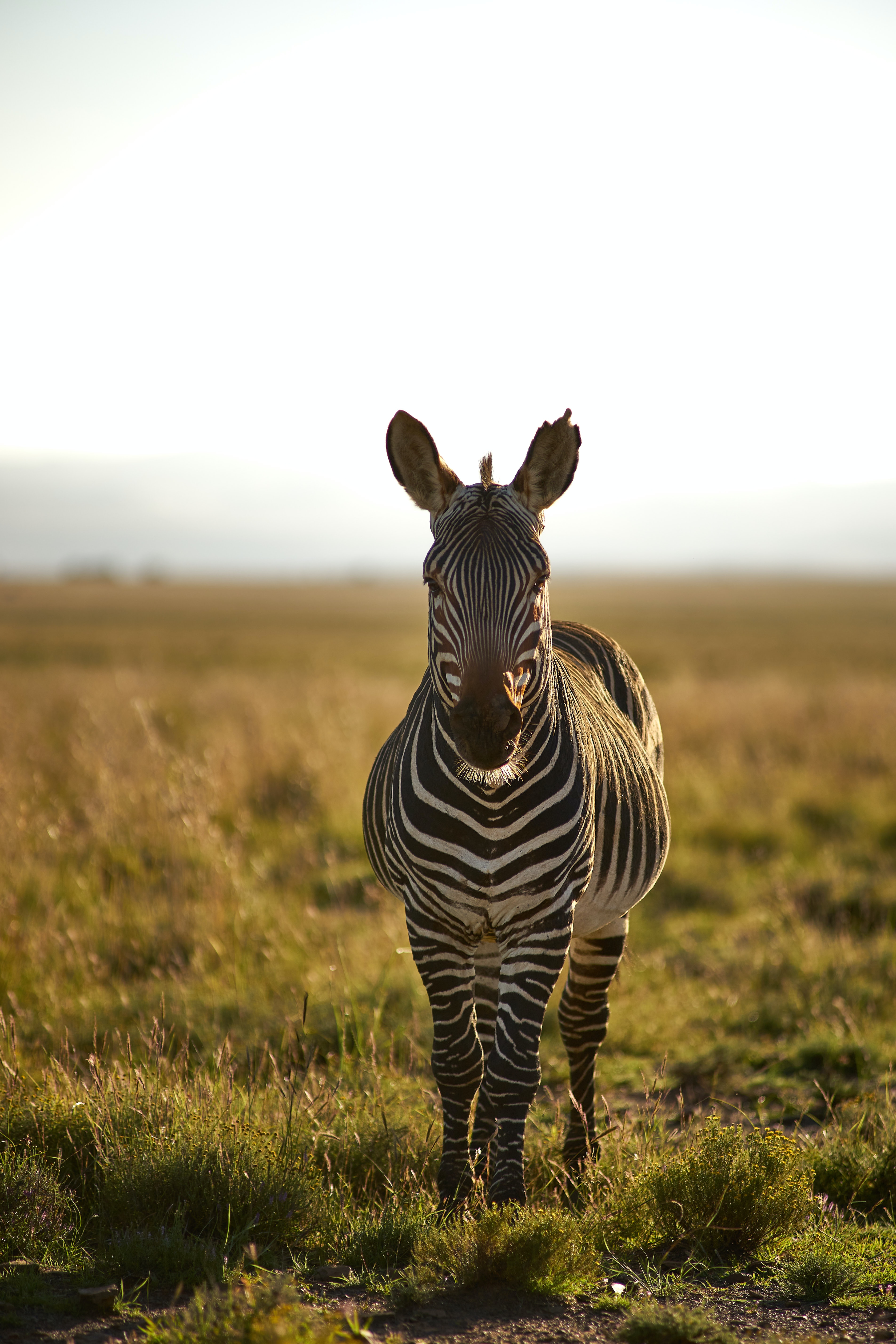 wildlife, animals, zebra, stripes, streaks, animal Full HD