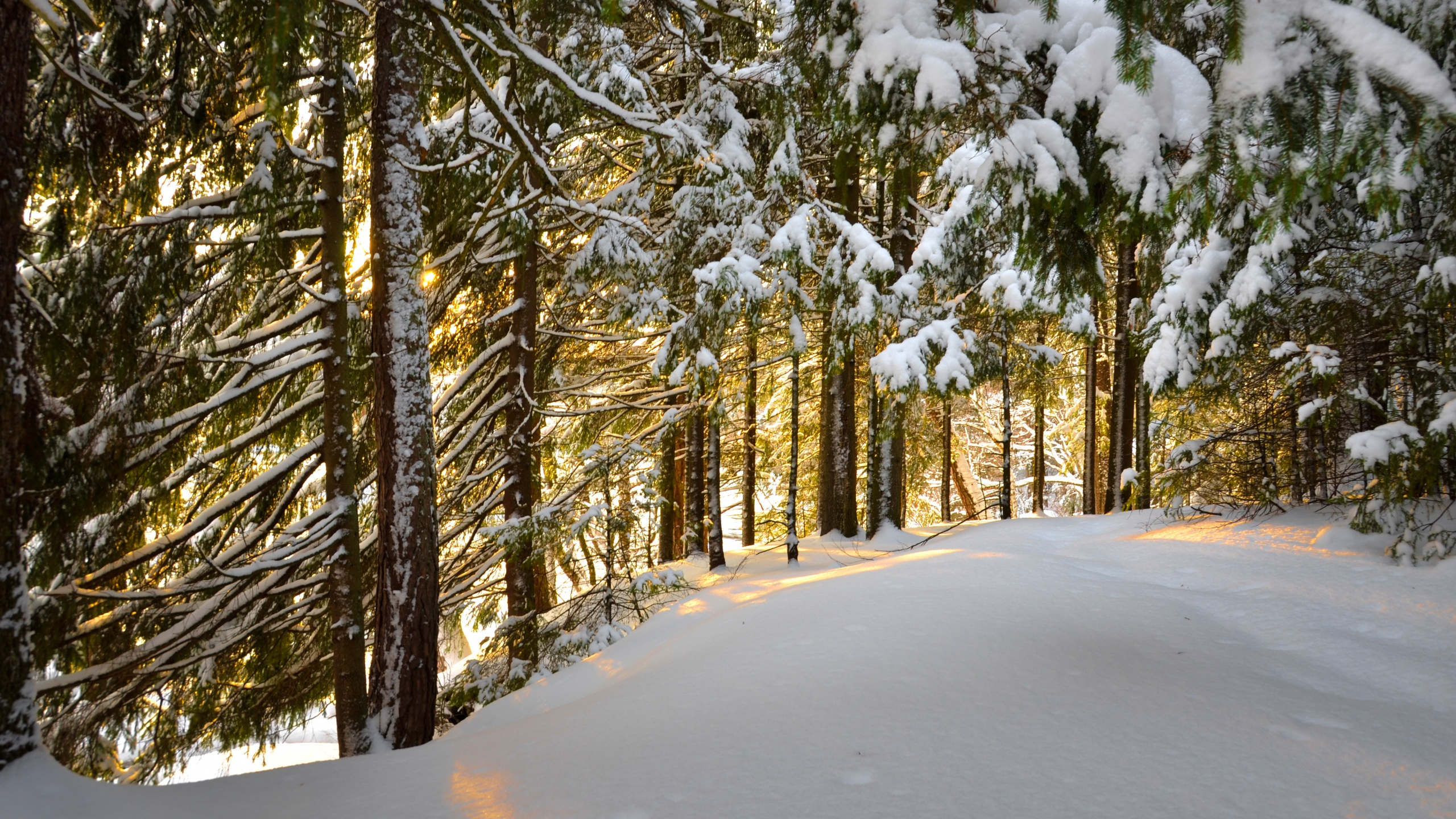 Download mobile wallpaper Winter, Snow, Forest, Tree, Earth for free.