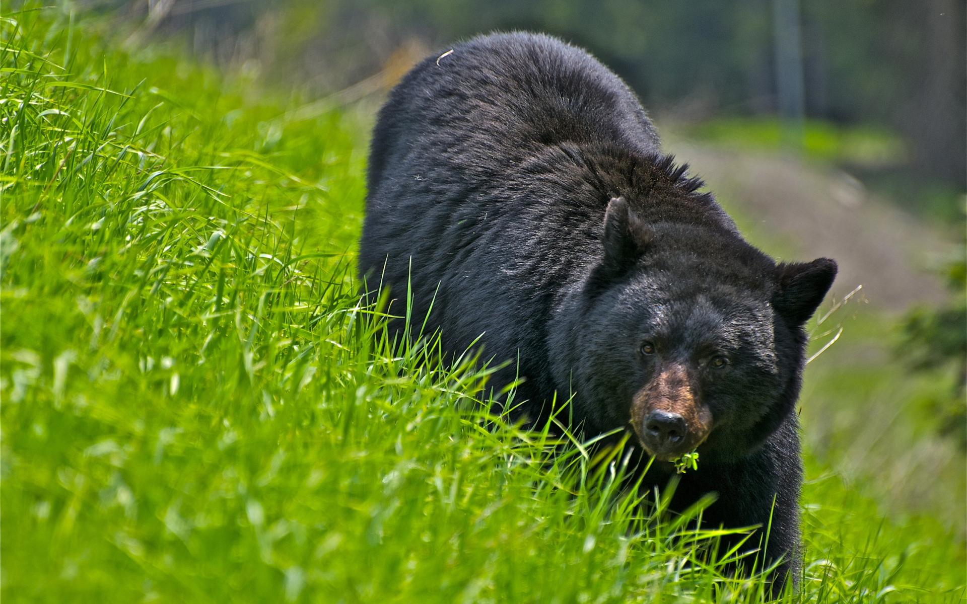 Descarga gratis la imagen Animales, Oso en el escritorio de tu PC