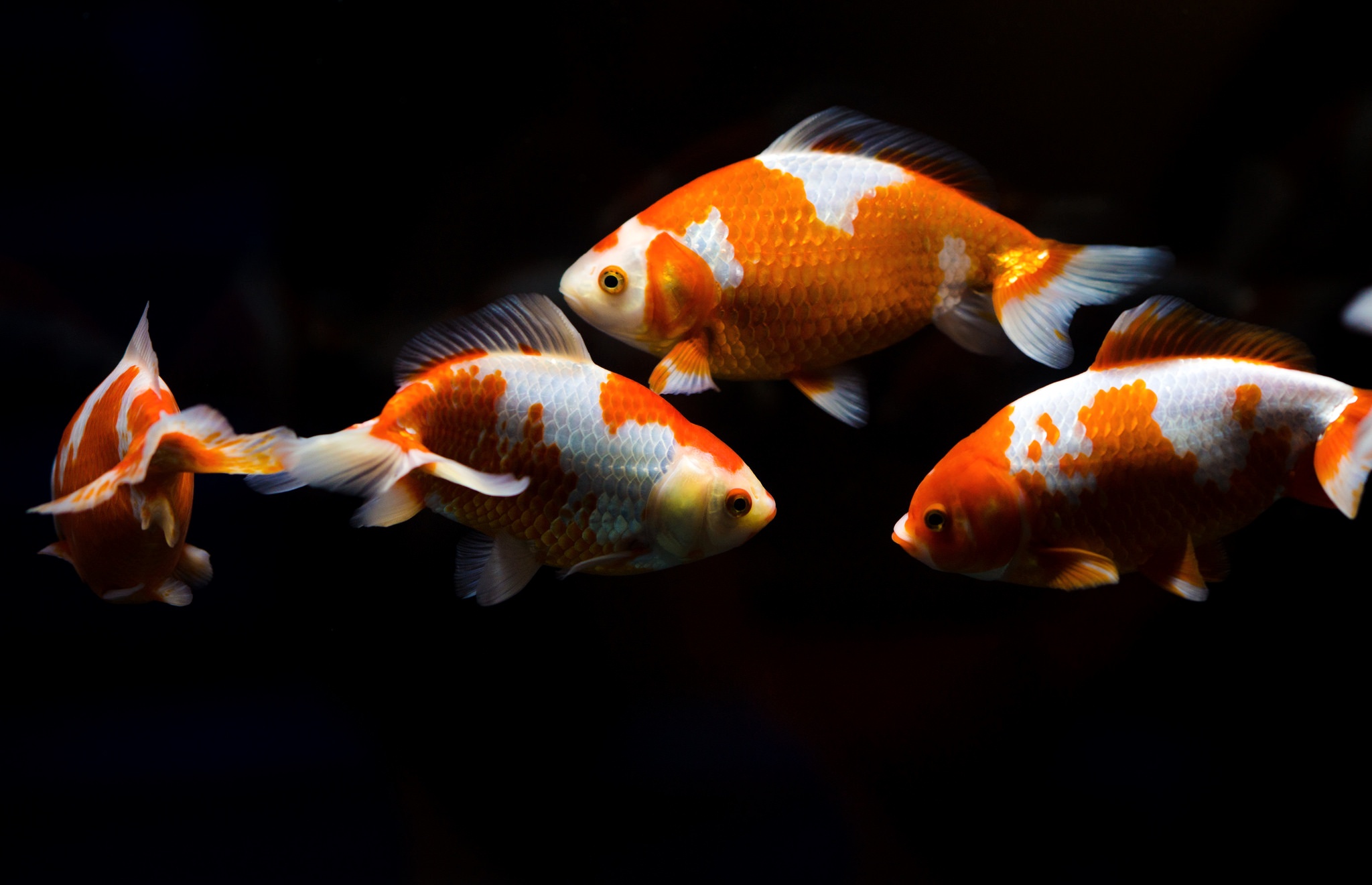 Download mobile wallpaper Fishes, Animal, Fish, Sea Life for free.