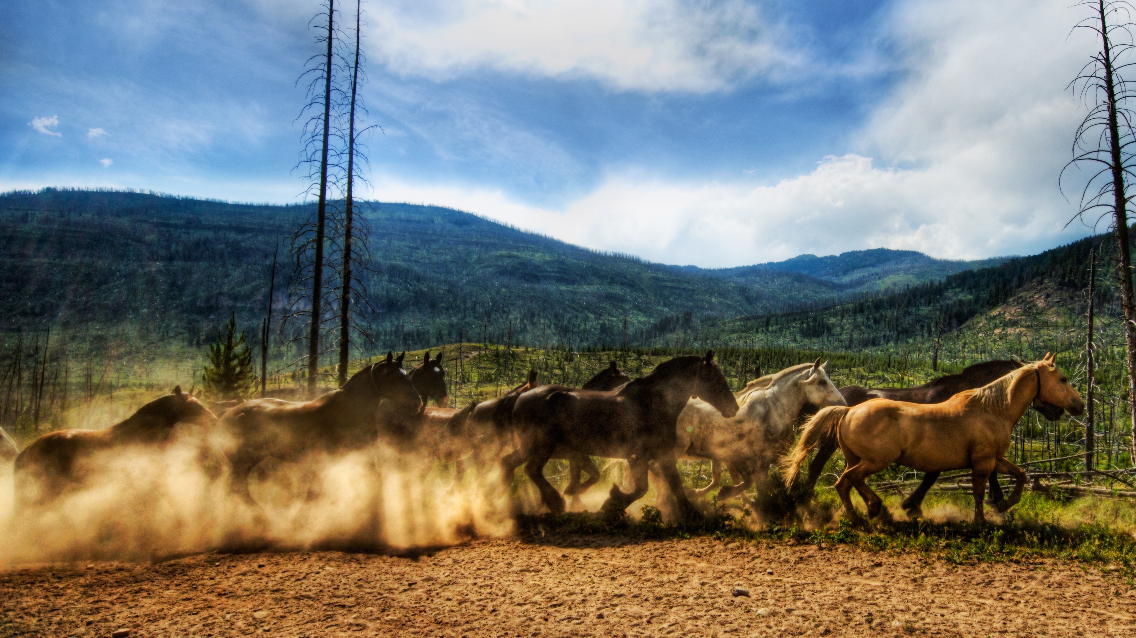 Descarga gratuita de fondo de pantalla para móvil de Animales, Caballo.