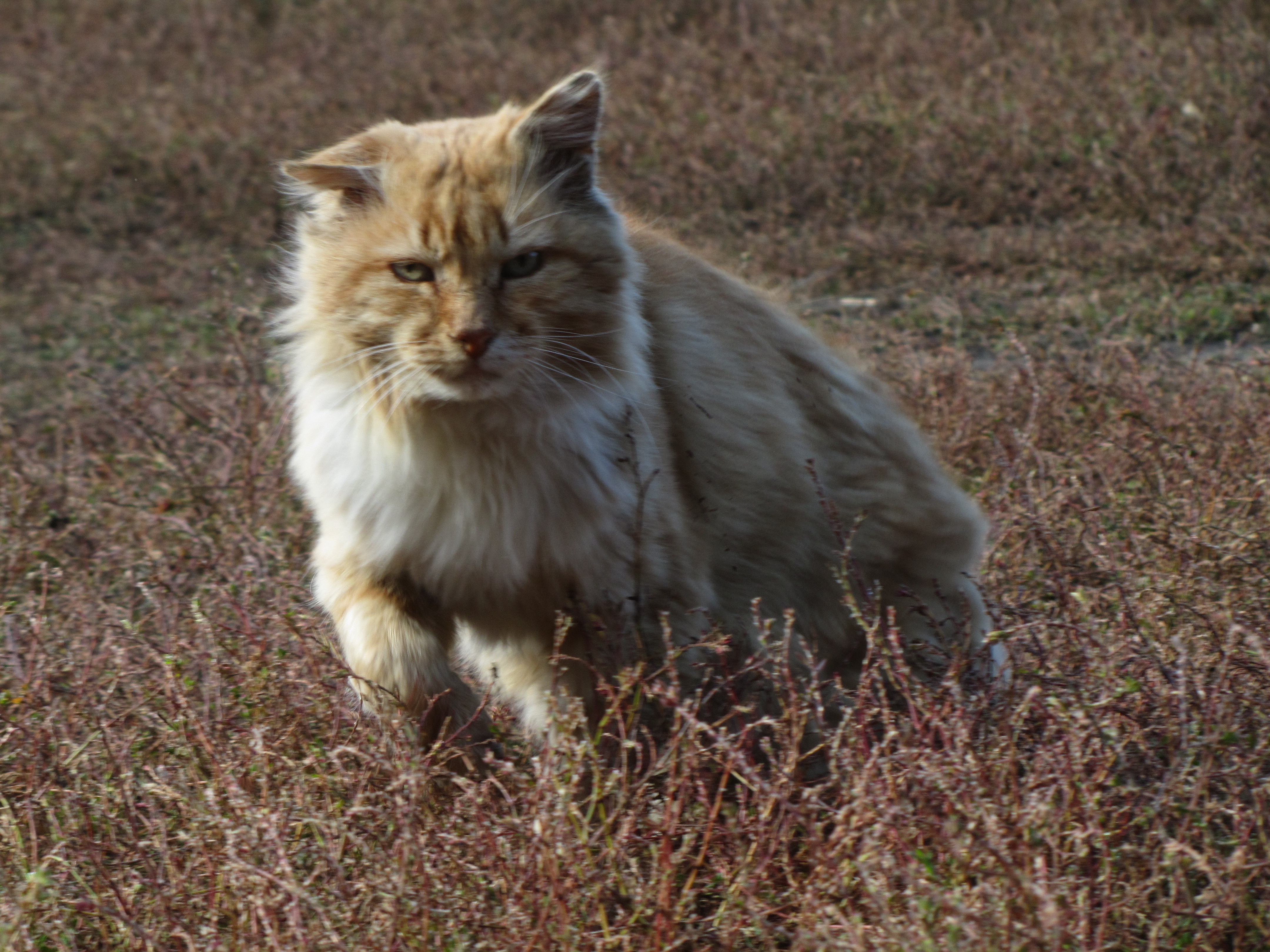 Handy-Wallpaper Tiere, Katze kostenlos herunterladen.