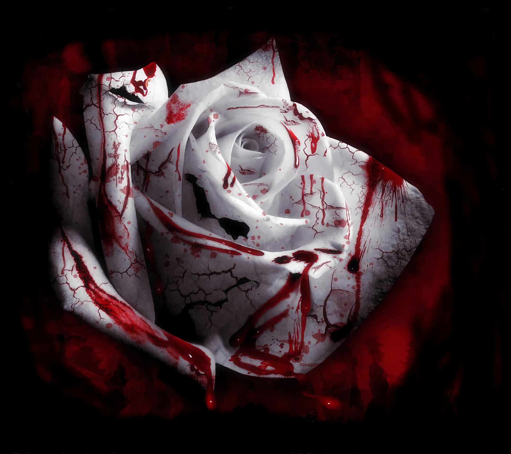 Handy-Wallpaper Blut, Blume, Rose, Düster, Weiße Rose, Weiße Blume kostenlos herunterladen.
