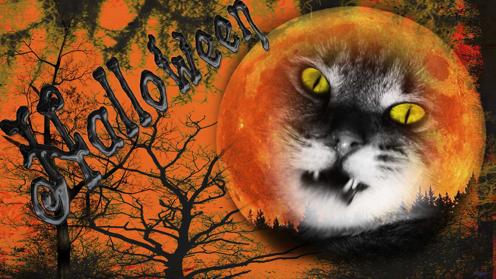 Download mobile wallpaper Halloween, Cat, Holiday for free.