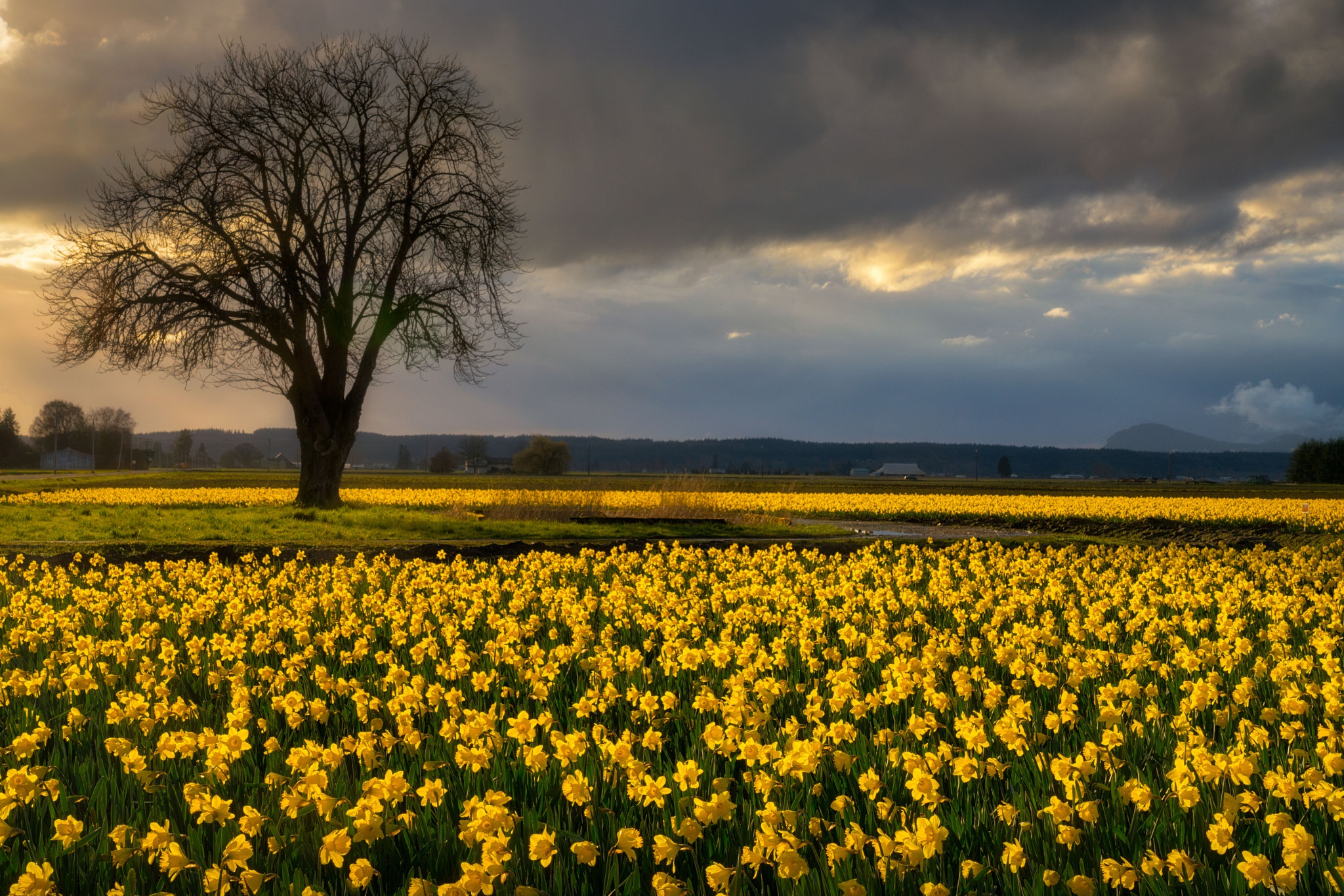 Download mobile wallpaper Flowers, Summer, Flower, Tree, Earth, Yellow Flower, Daffodil for free.
