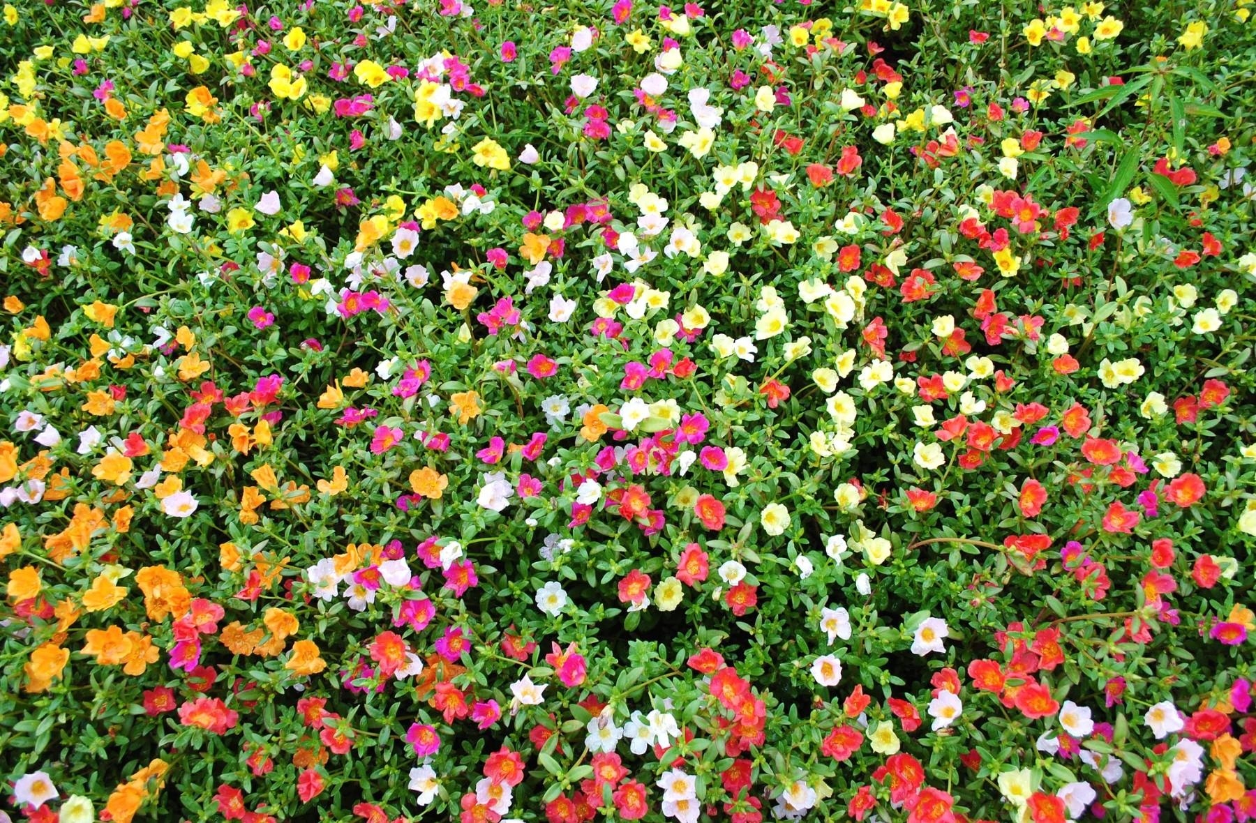 multicolored, flowers, greens, lot, sunny, purslane HD wallpaper