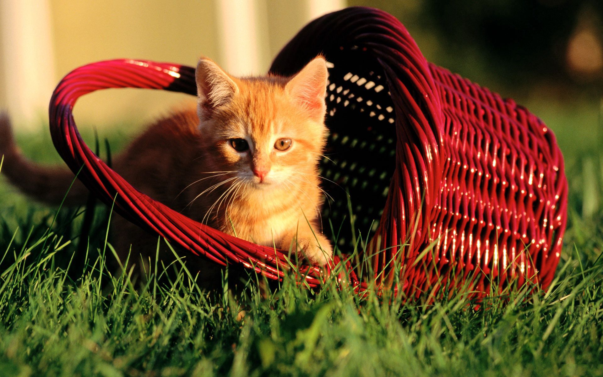 PCデスクトップに草, 輝く, 光, 籠, バスケット, 動物, キティ, 子猫画像を無料でダウンロード