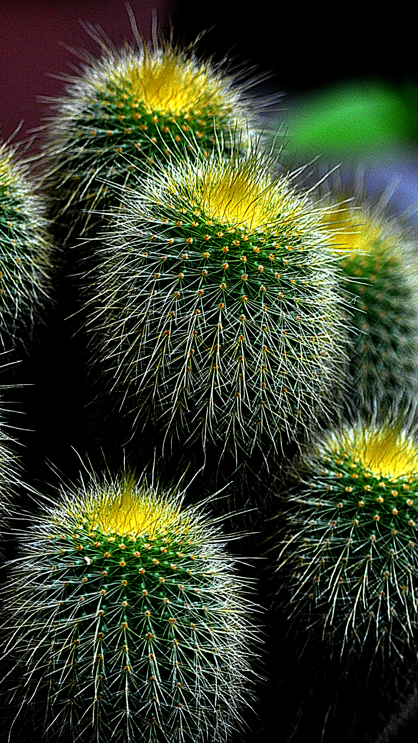 Download mobile wallpaper Earth, Cactus for free.