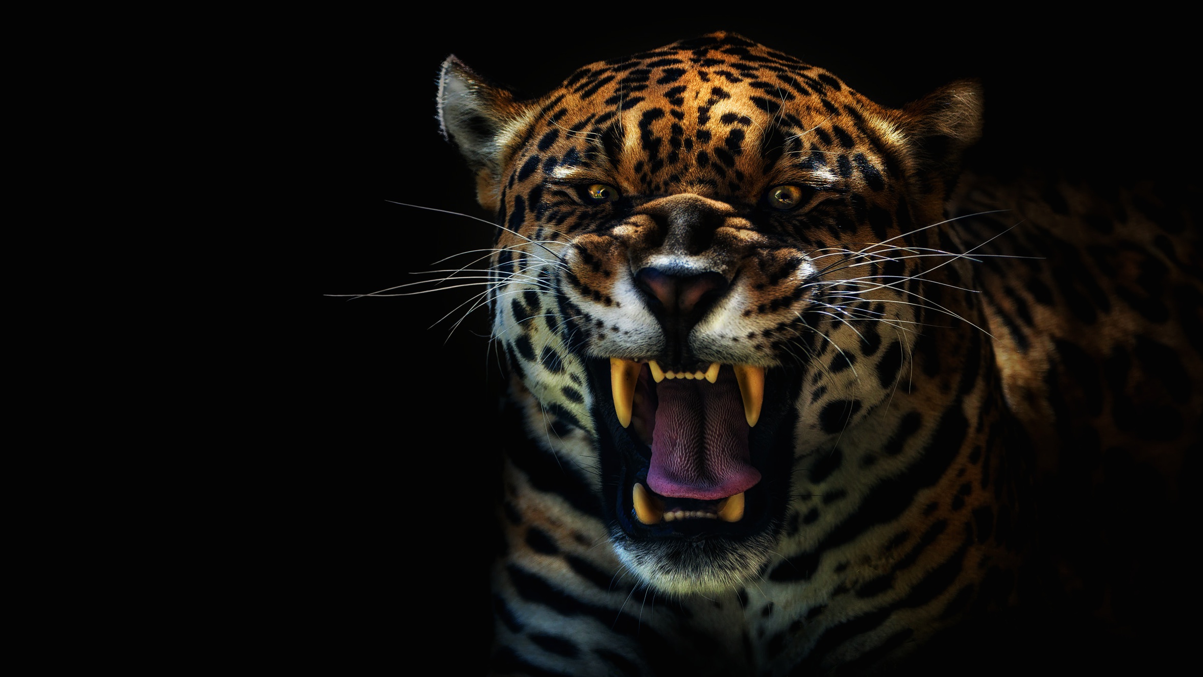 Descarga gratuita de fondo de pantalla para móvil de Animales, Gatos, Jaguar.