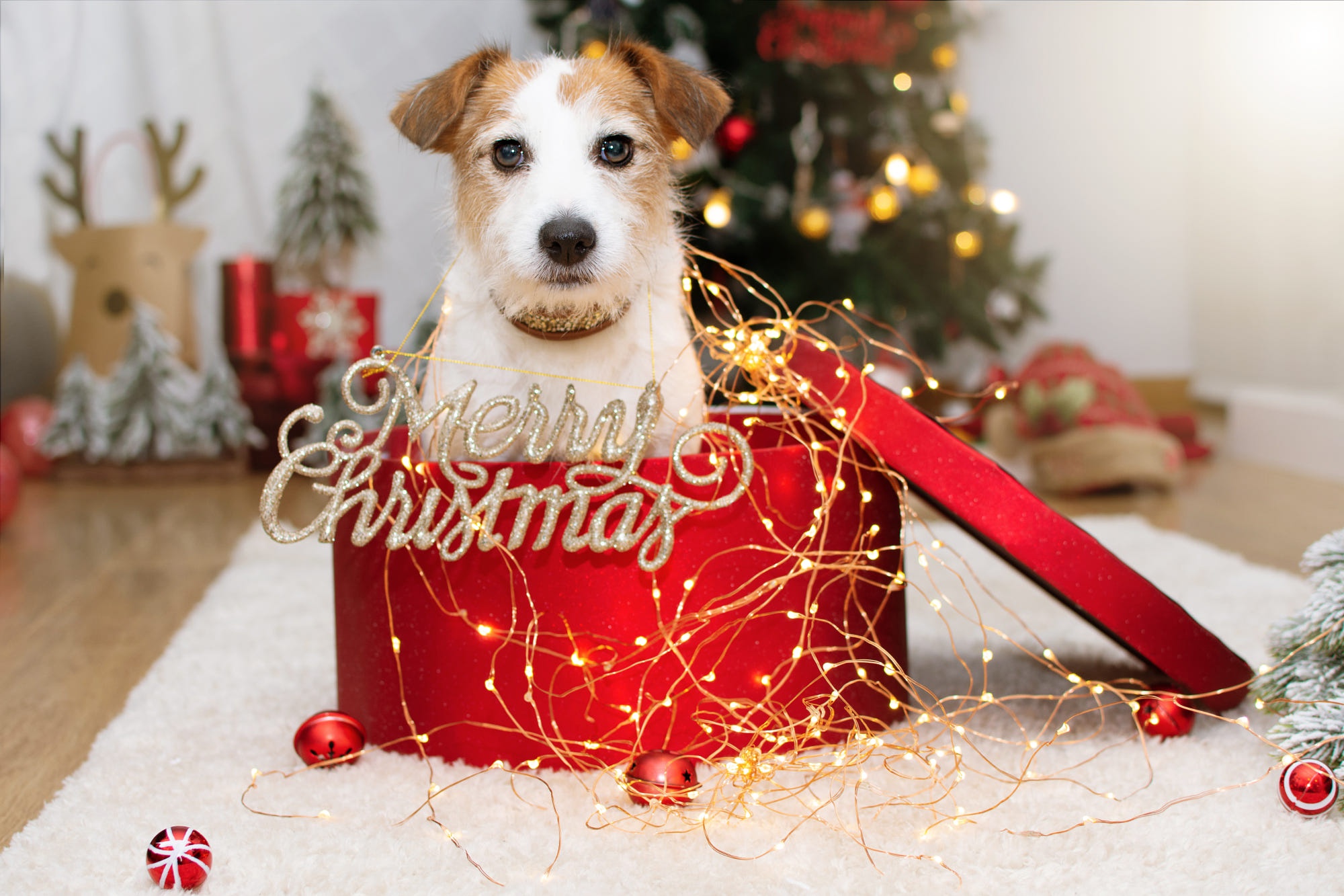 Laden Sie Parson Russell Terrier HD-Desktop-Hintergründe herunter