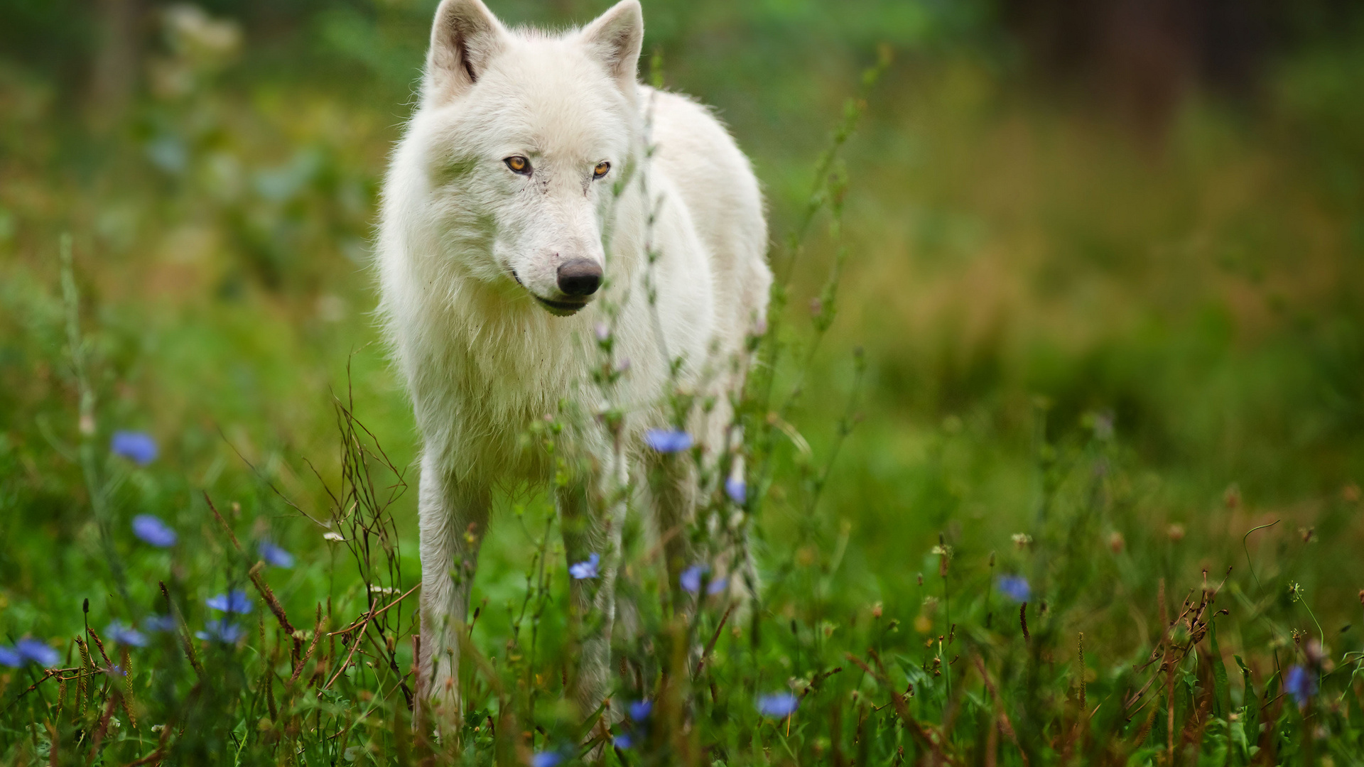 Download mobile wallpaper Wolf, Animal for free.