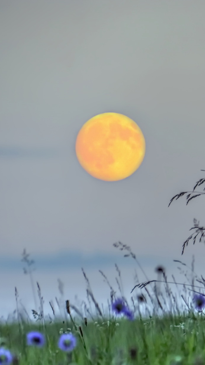 Download mobile wallpaper Grass, Sky, Moon, Earth for free.