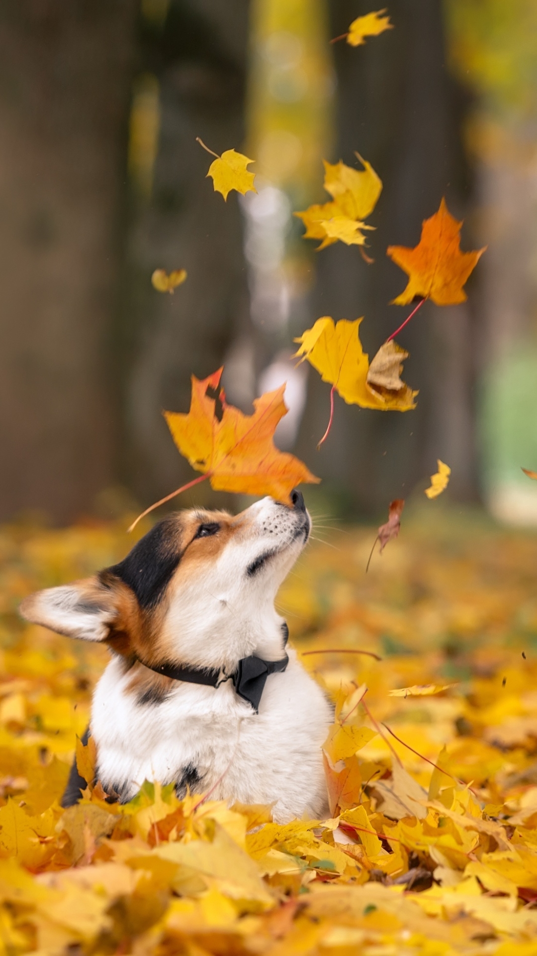 Download mobile wallpaper Dogs, Dog, Leaf, Fall, Animal, Corgi, Depth Of Field for free.