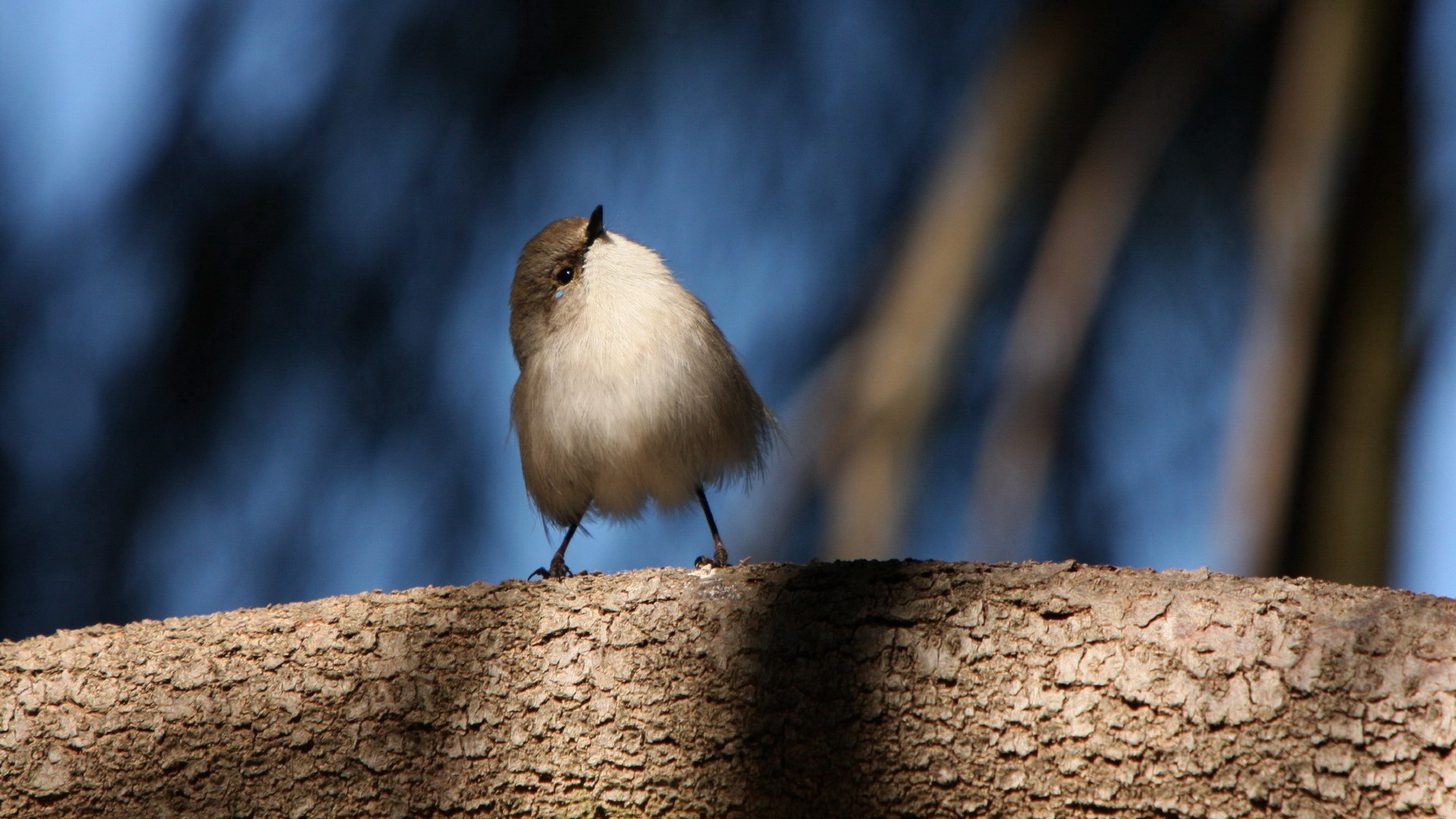 Baixar papel de parede para celular de Pássaro, Aves, Animais gratuito.