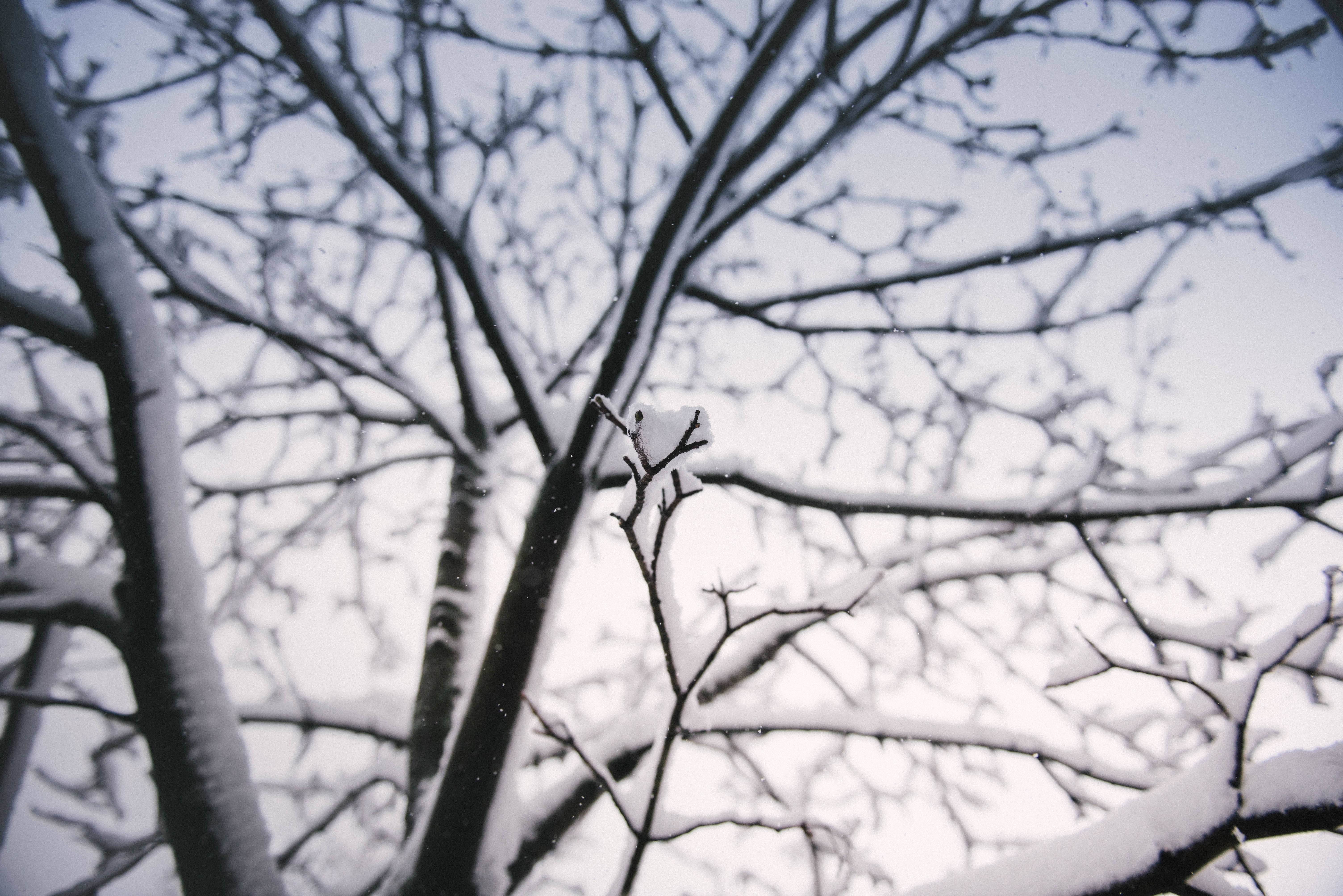 Download mobile wallpaper Nature, Branch, Snow, Winter for free.