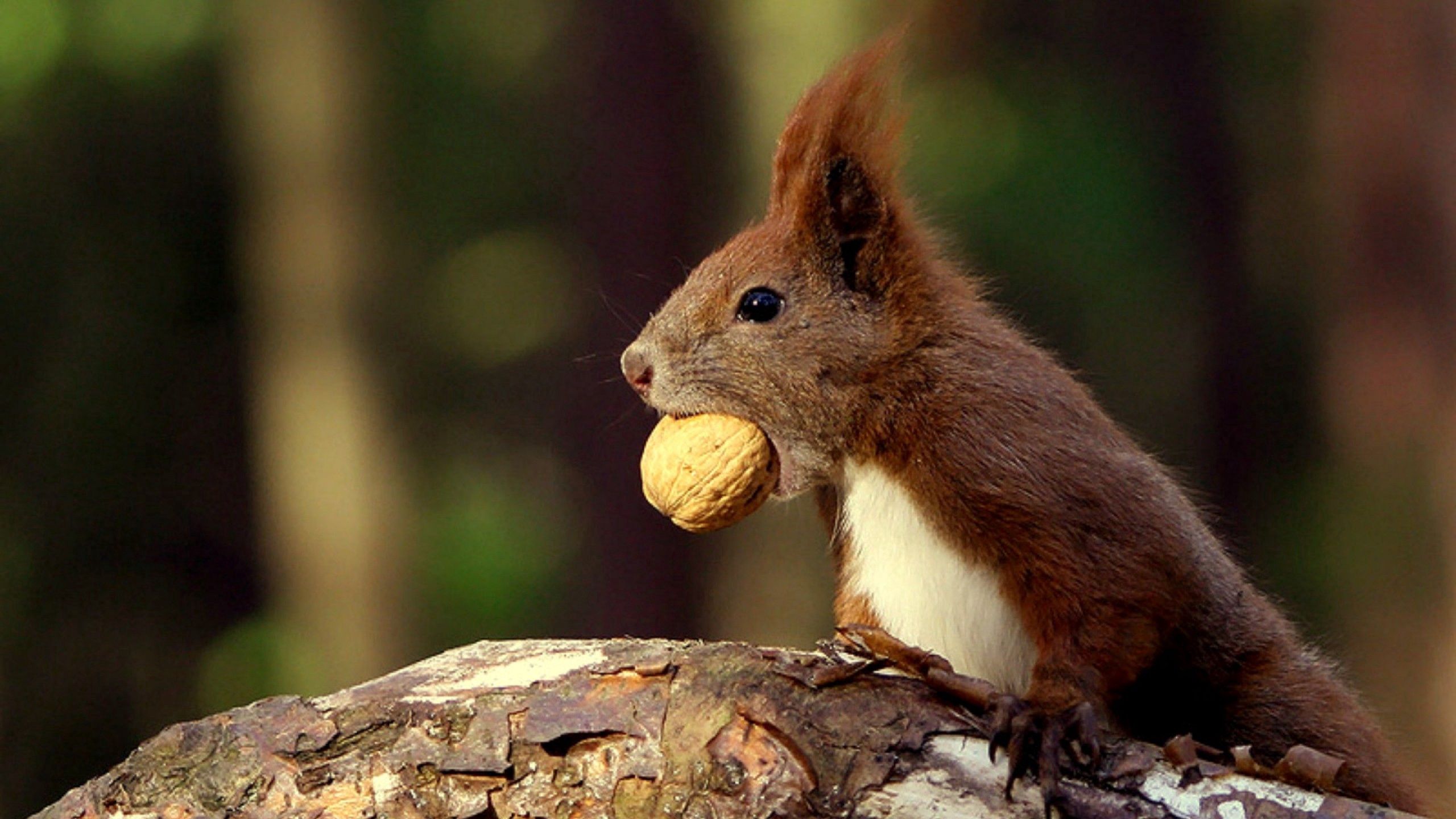 Download mobile wallpaper Nut, Animals, Food, Squirrel for free.