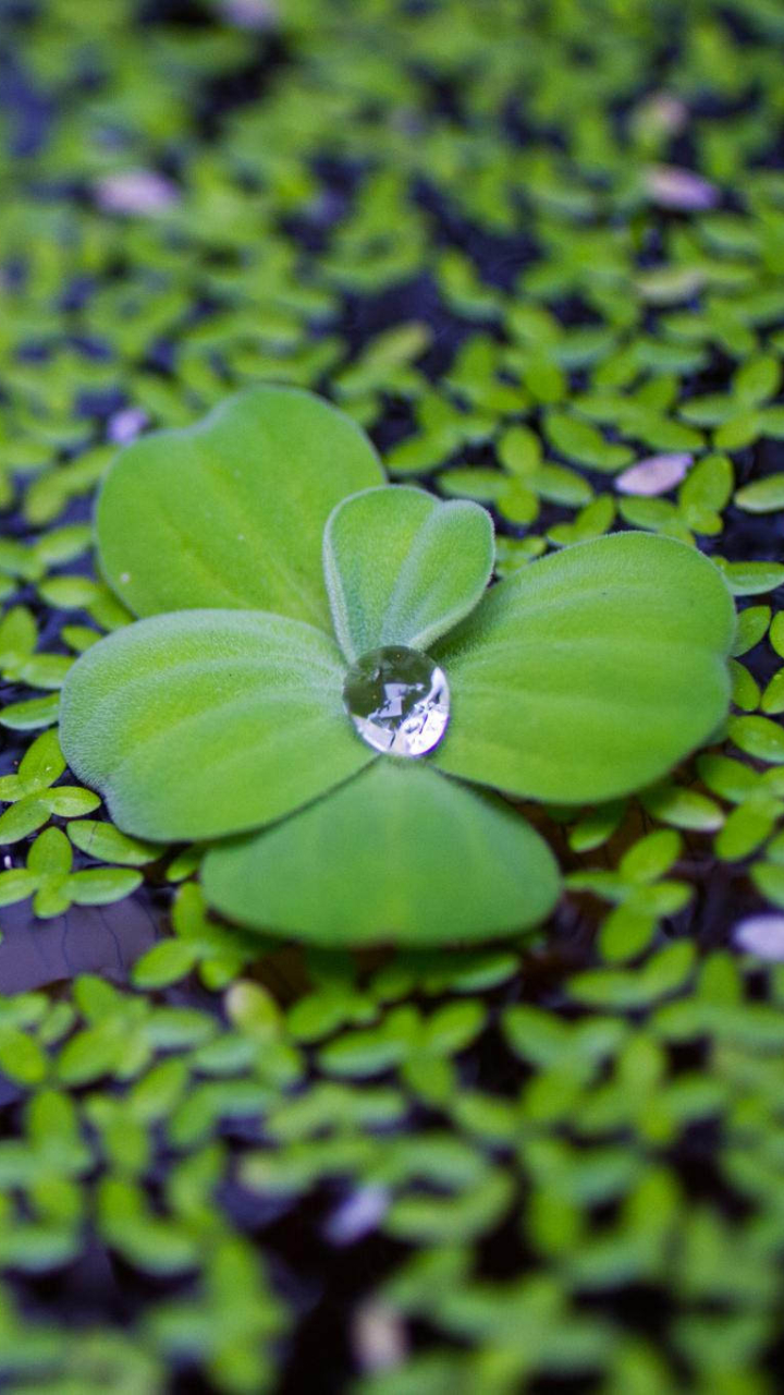 Download mobile wallpaper Nature, Water, Plant, Leaf, Earth, Water Drop for free.
