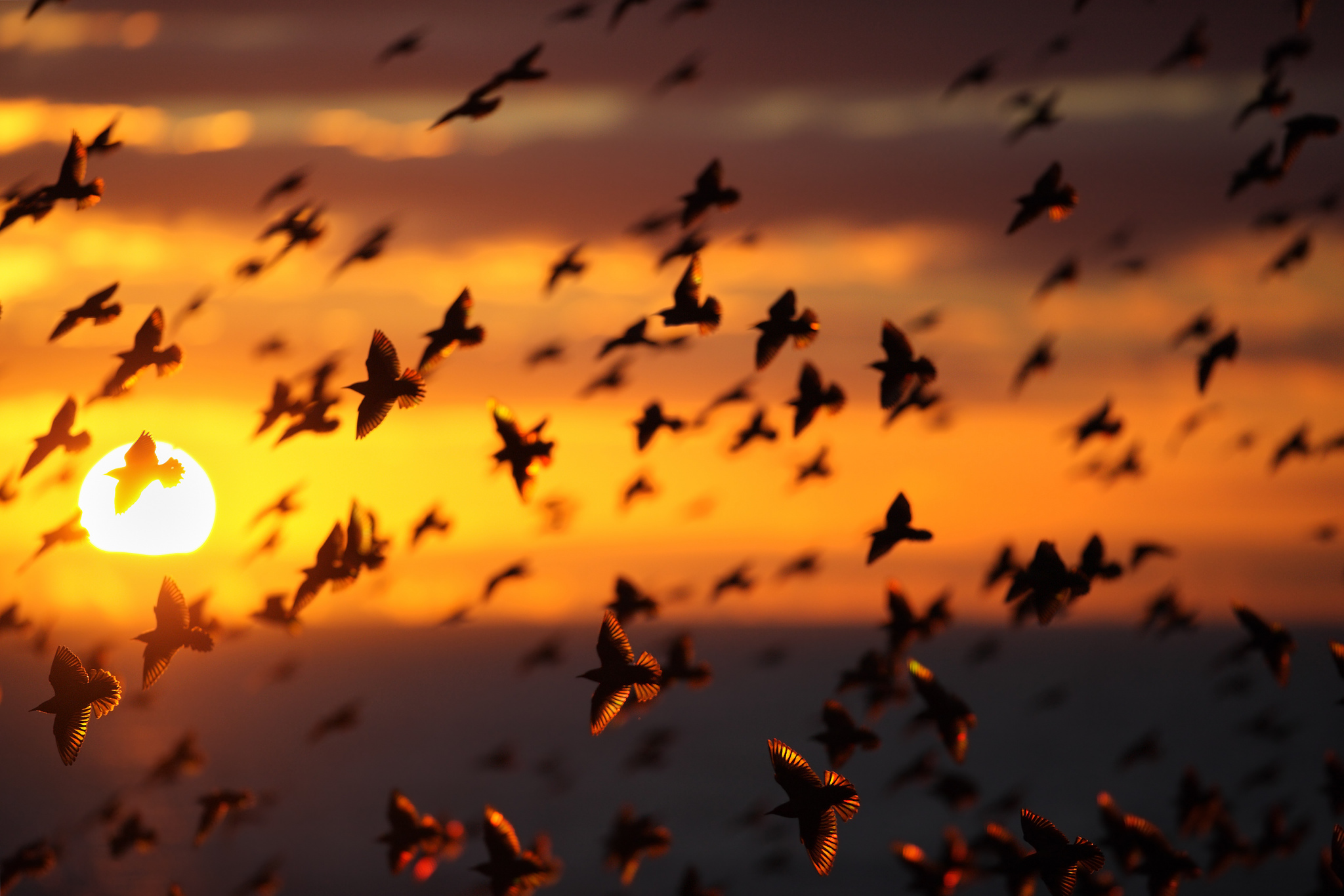 Free download wallpaper Birds, Sunset, Bird, Animal, Flock Of Birds on your PC desktop