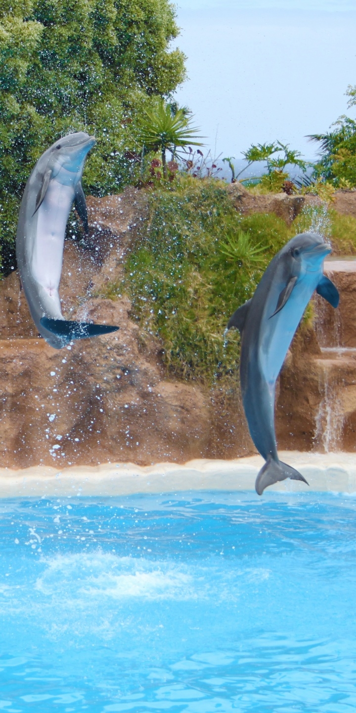 Handy-Wallpaper Tiere, Delfin kostenlos herunterladen.