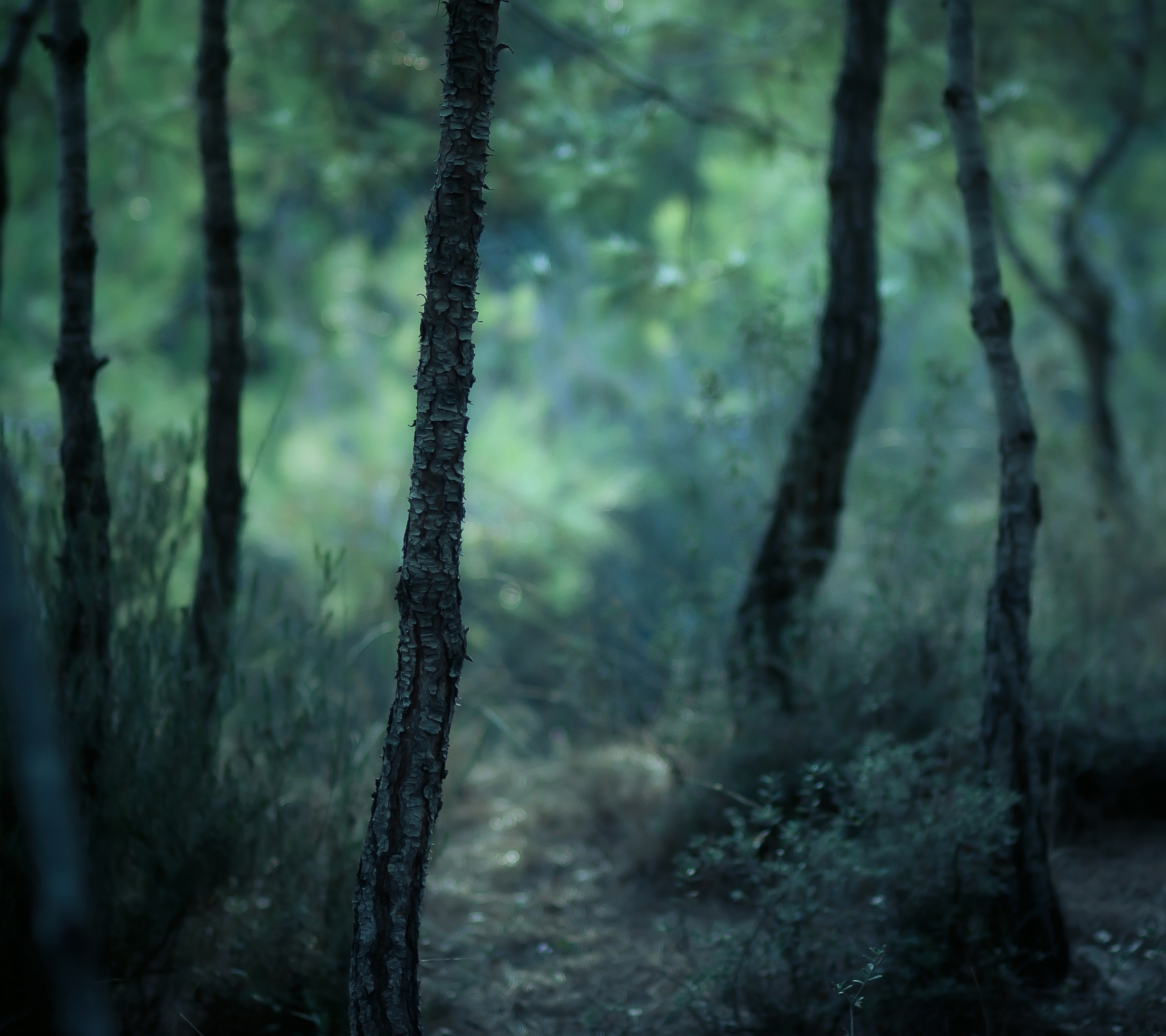 Download mobile wallpaper Forest, Earth for free.