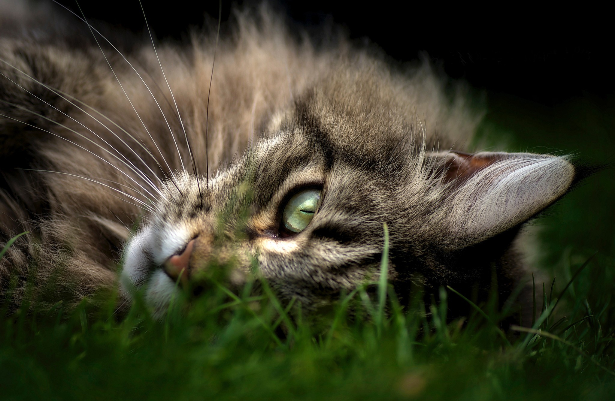 Baixe gratuitamente a imagem Gato, Gatos, Animais na área de trabalho do seu PC