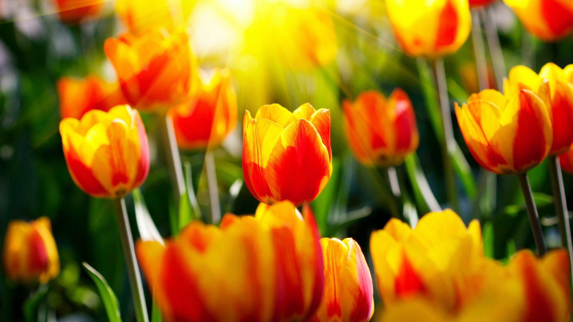 Download mobile wallpaper Flowers, Earth, Tulip for free.