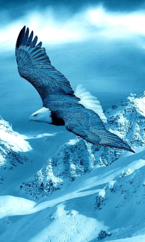 Download mobile wallpaper Landscape, Winter, Birds, Snow, Mountain, Bird, Animal, Eagle, Flying for free.