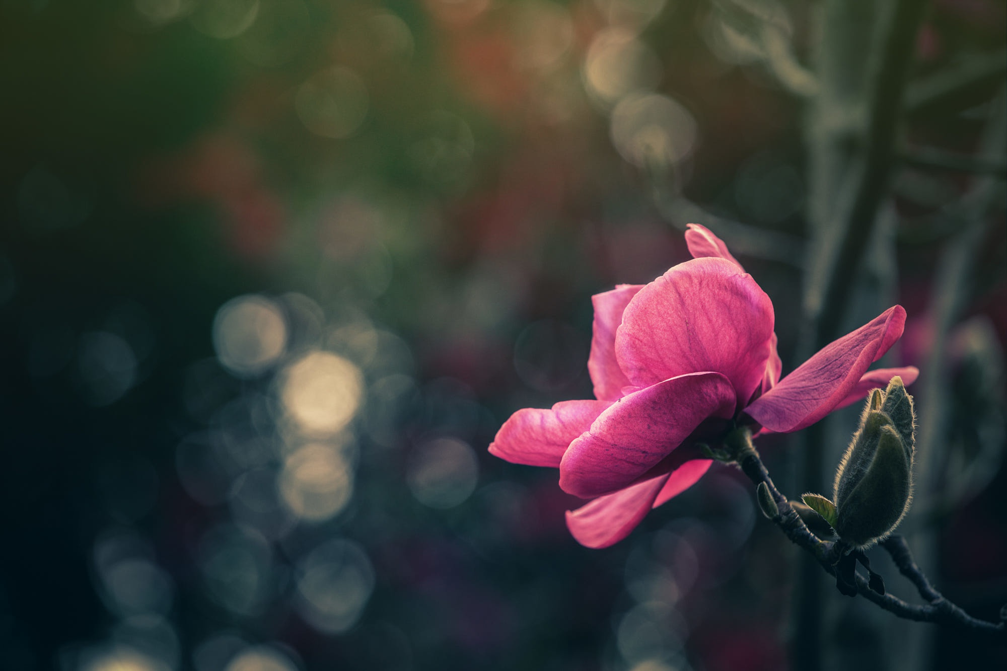 Baixe gratuitamente a imagem Flores, Flor, Flor Rosa, Bokeh, Terra/natureza na área de trabalho do seu PC