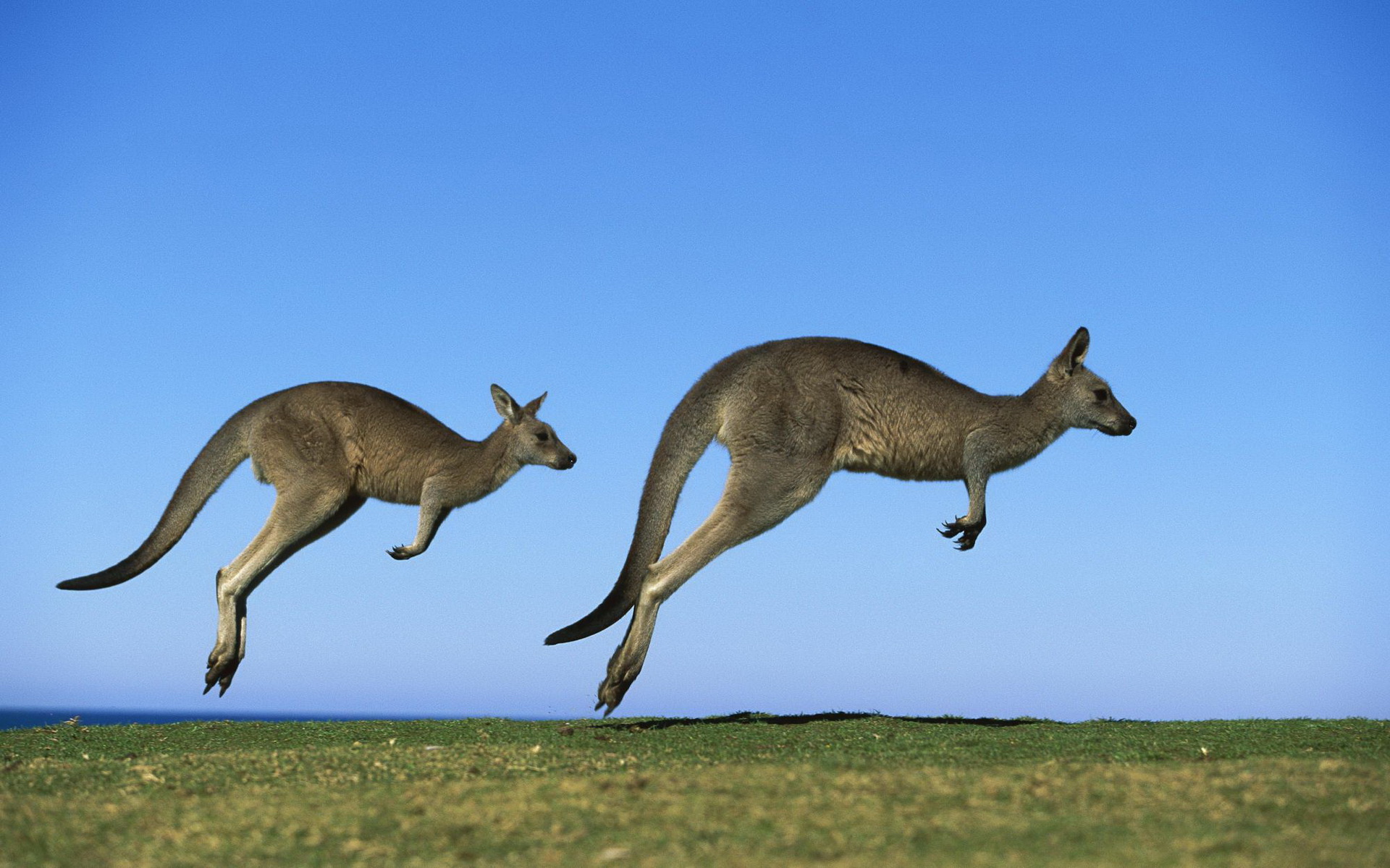 animal, kangaroo