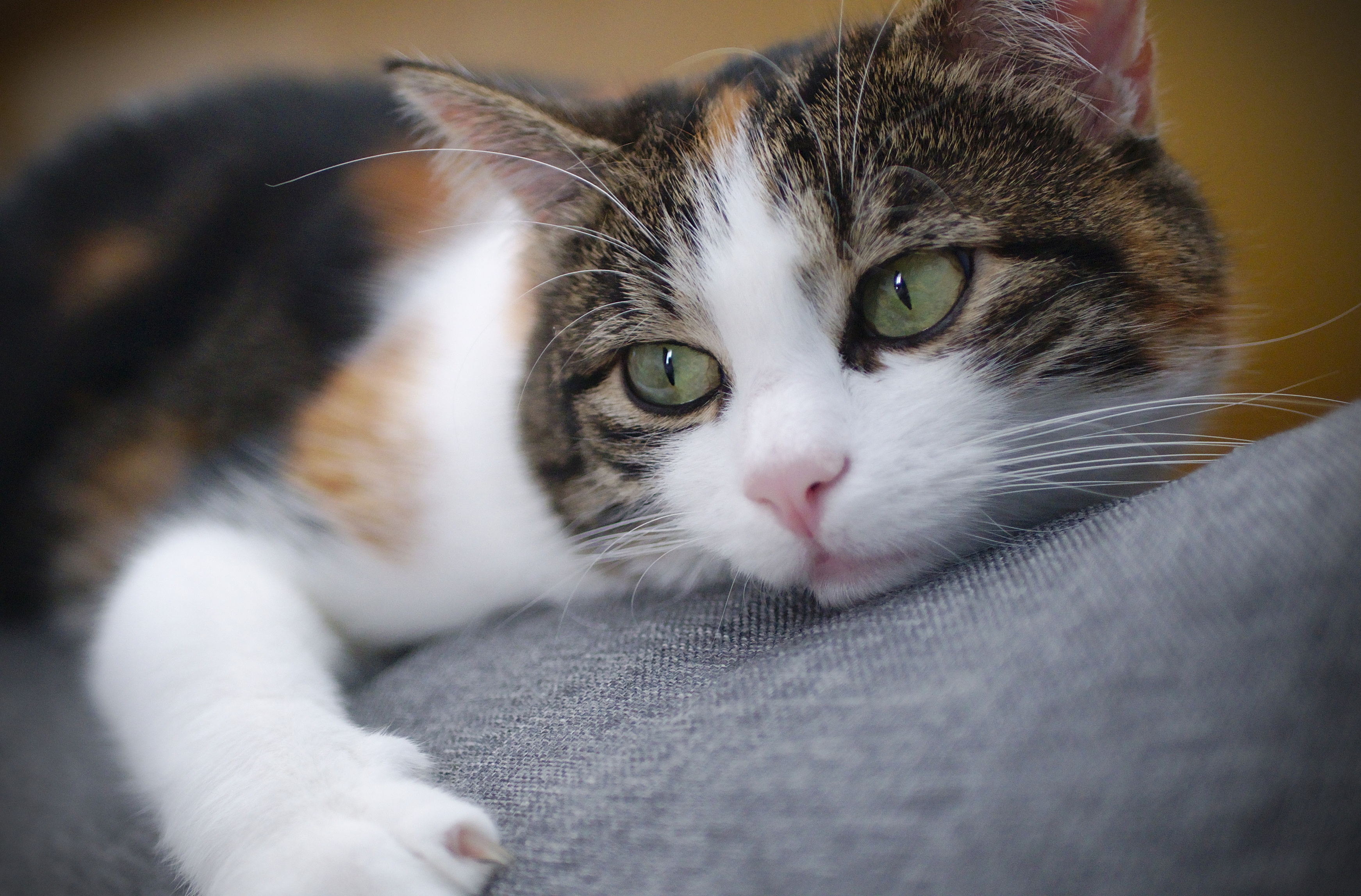 Baixe gratuitamente a imagem Animais, Gatos, Gato na área de trabalho do seu PC