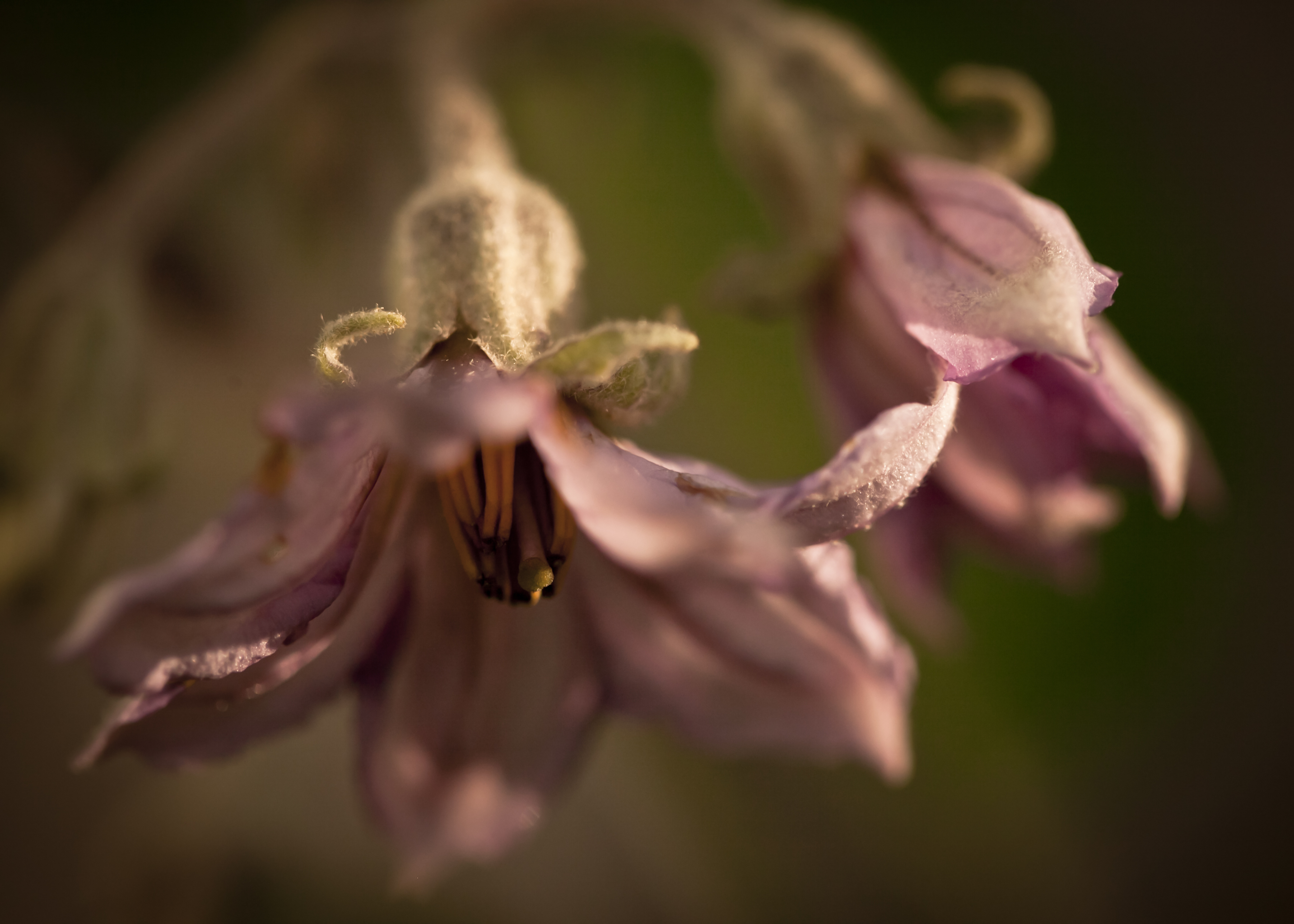 Téléchargez gratuitement l'image Fleurs, Fleur, Terre/nature sur le bureau de votre PC