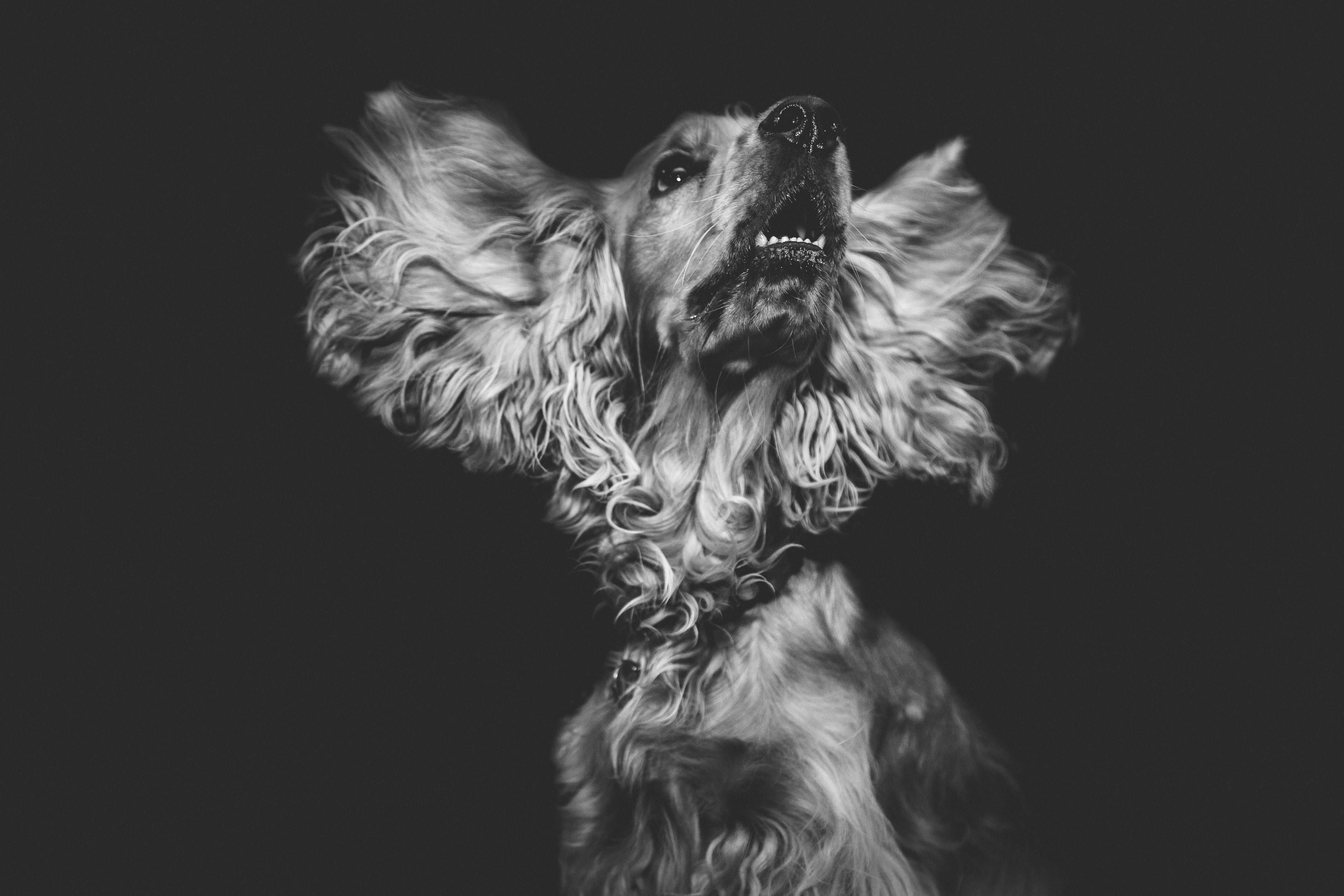 Download mobile wallpaper Muzzle, Dog, Animals, Chb, Bw for free.