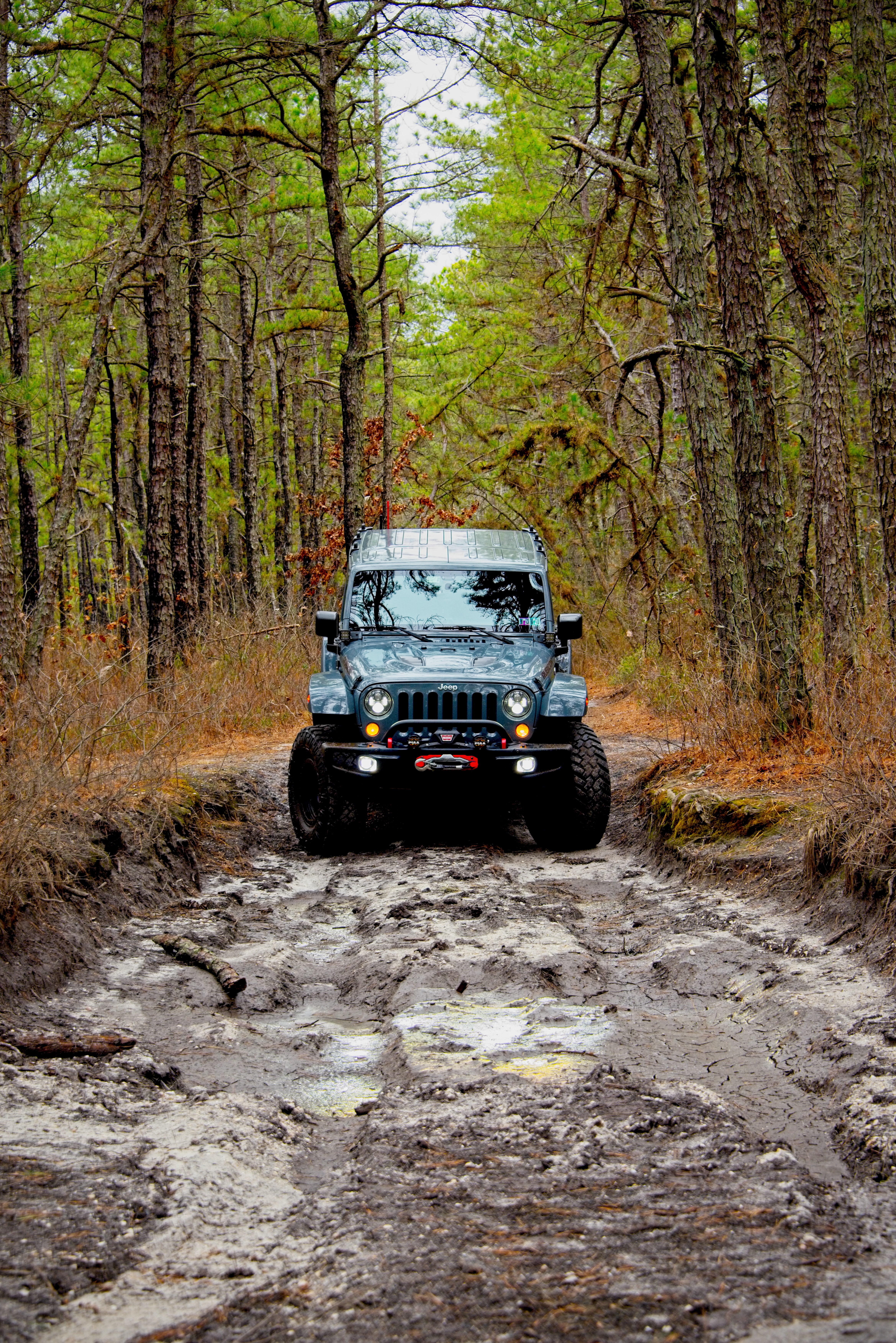 jeep, jeep wrangler, front view, cars, forest, car