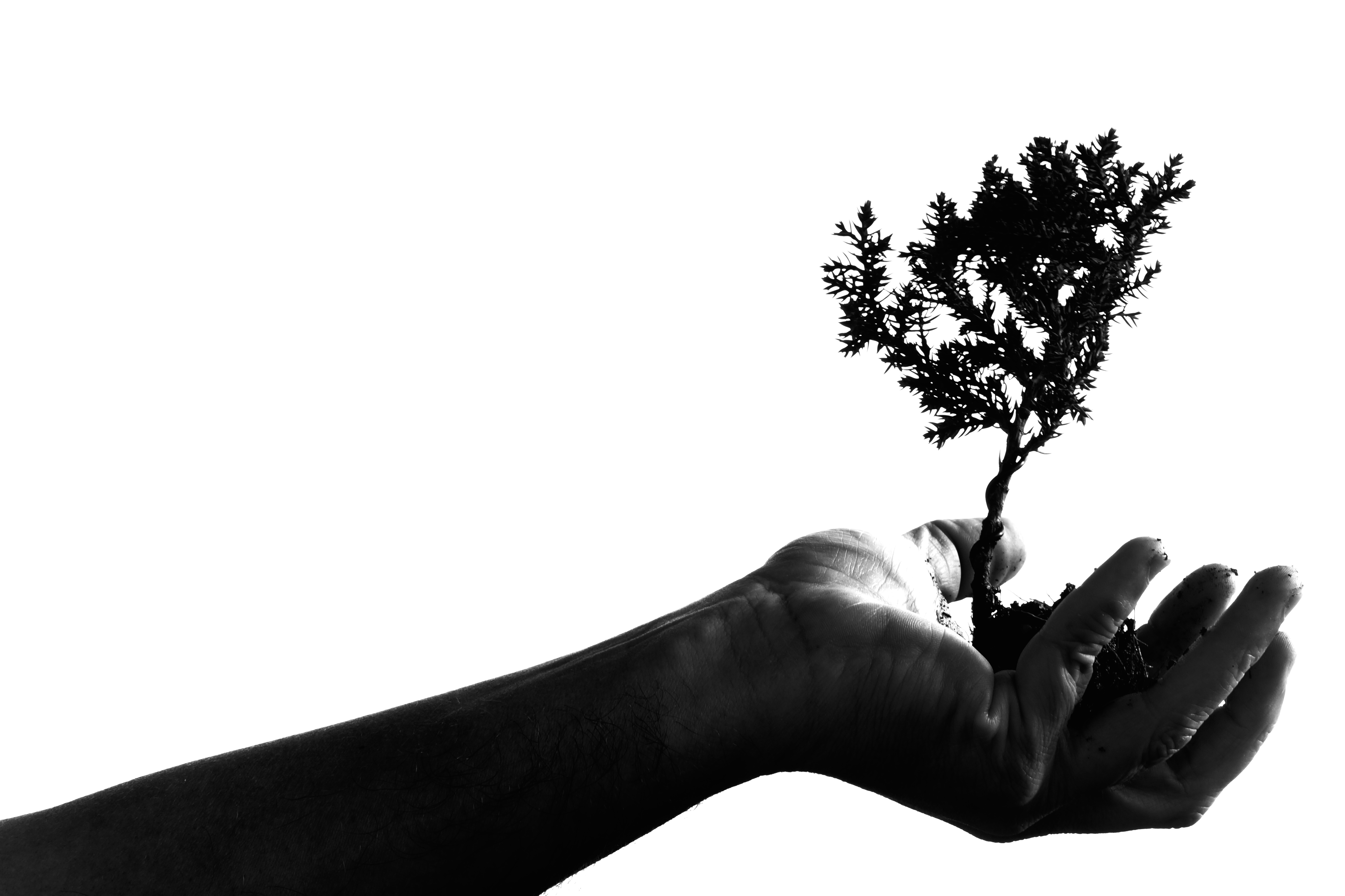 Free download wallpaper Hand, Wood, Tree, Land, Bw, Earth, Chb, Minimalism on your PC desktop