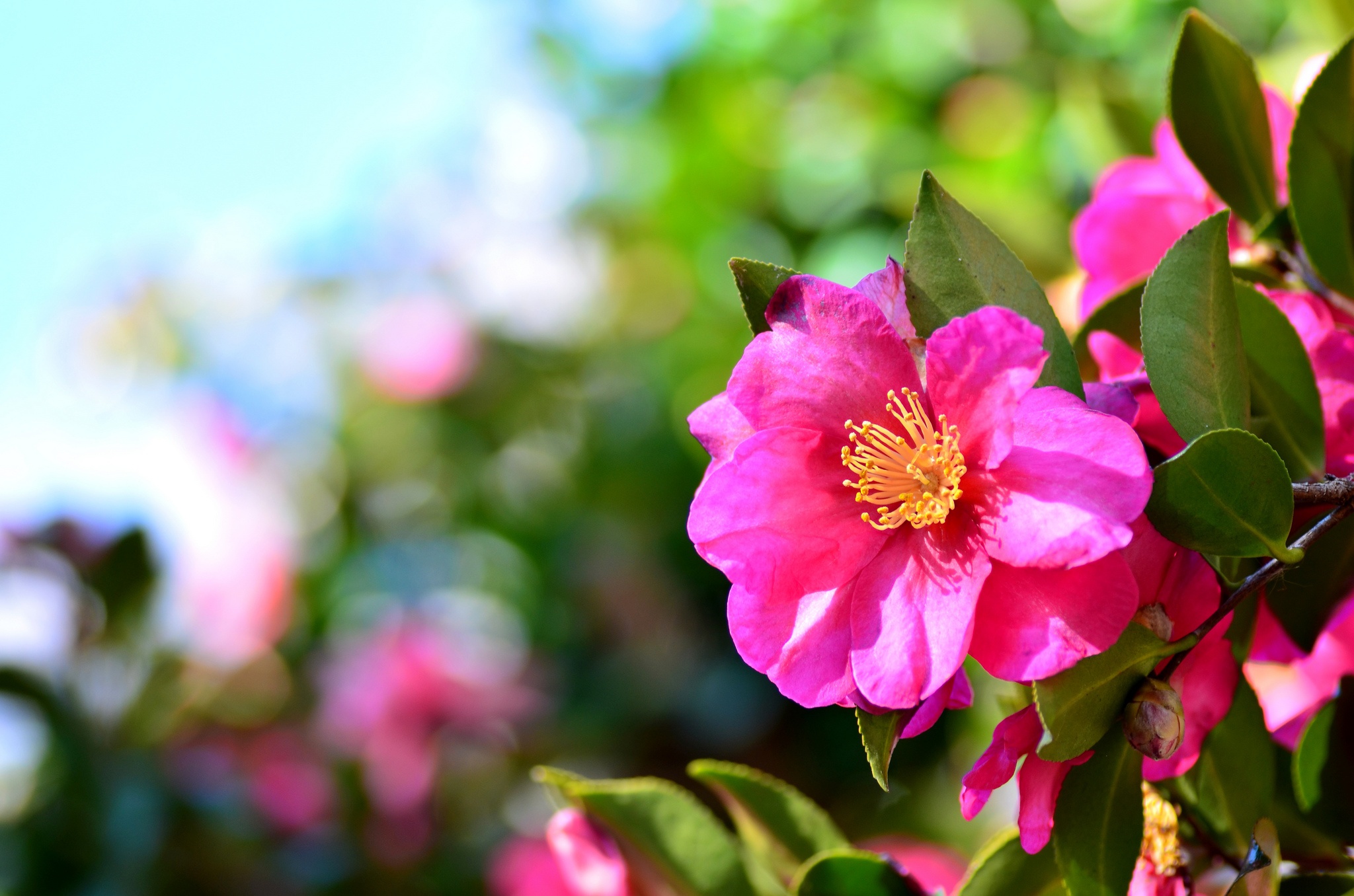 Скачати мобільні шпалери Природа, Квітка, Цвітіння, Земля, Весна, Боке, Рожева Квітка, Флауерзи безкоштовно.